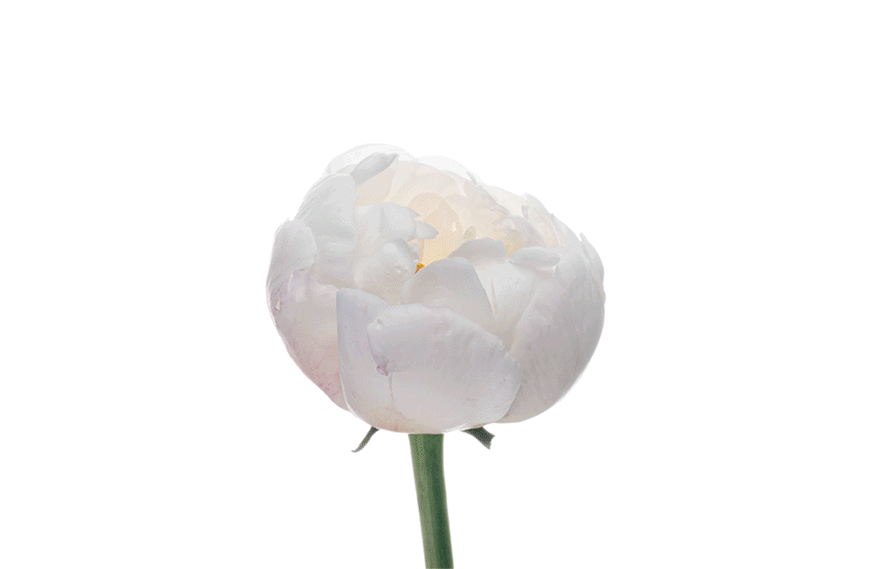 A white flower with multiple petals and a green stem opening up.