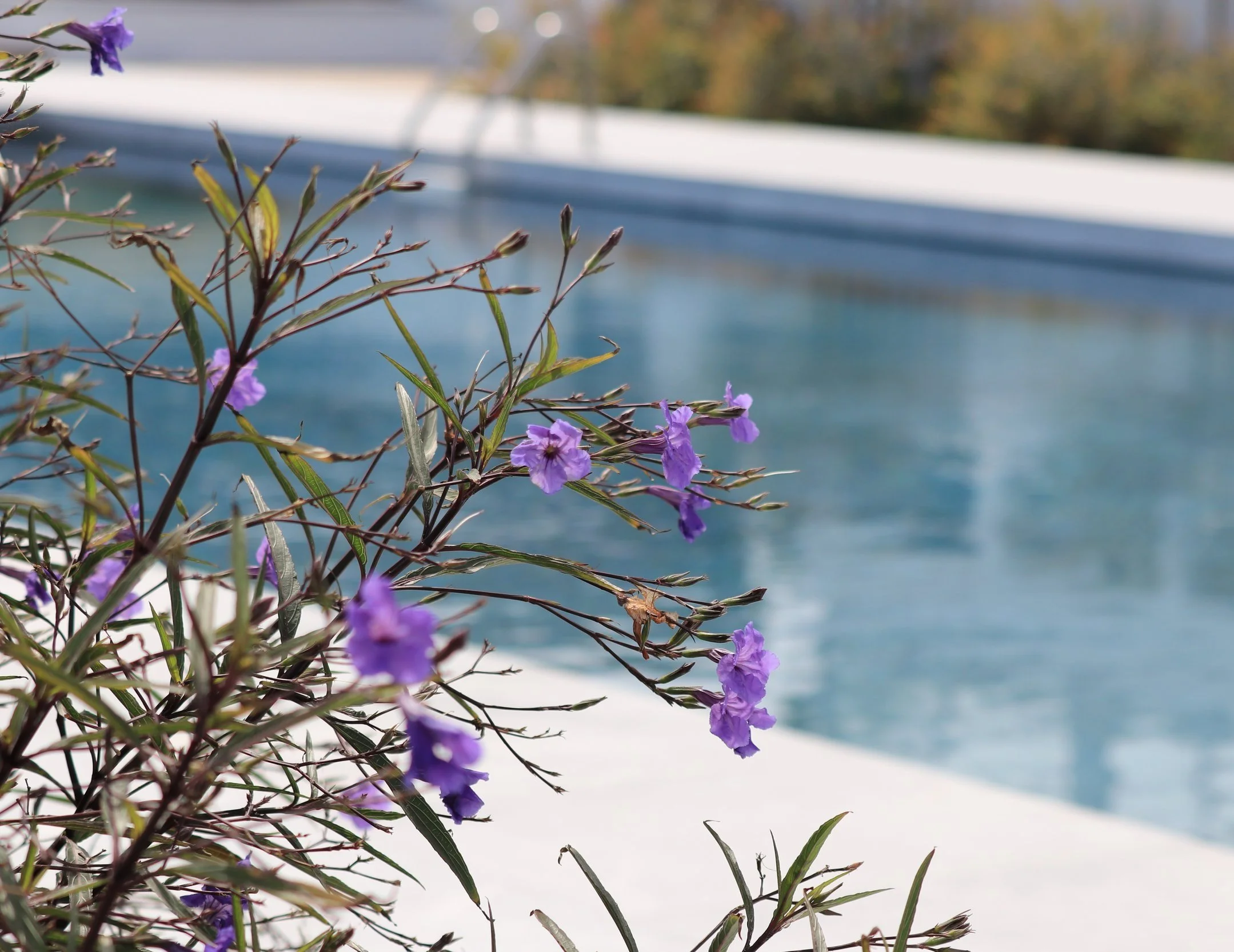Pale Blue Flower near Rehoboth Beach Pool