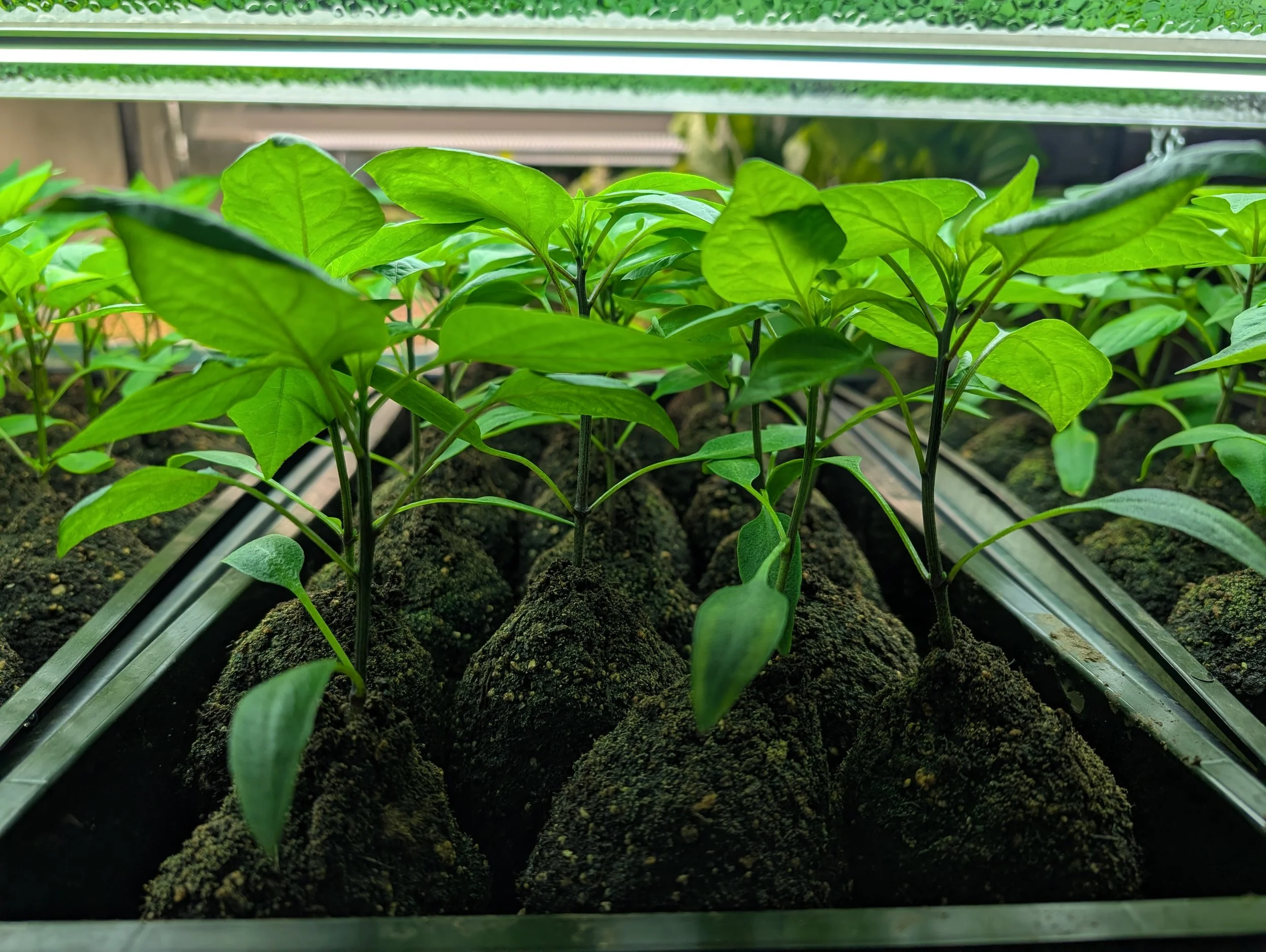 Plant Sale!