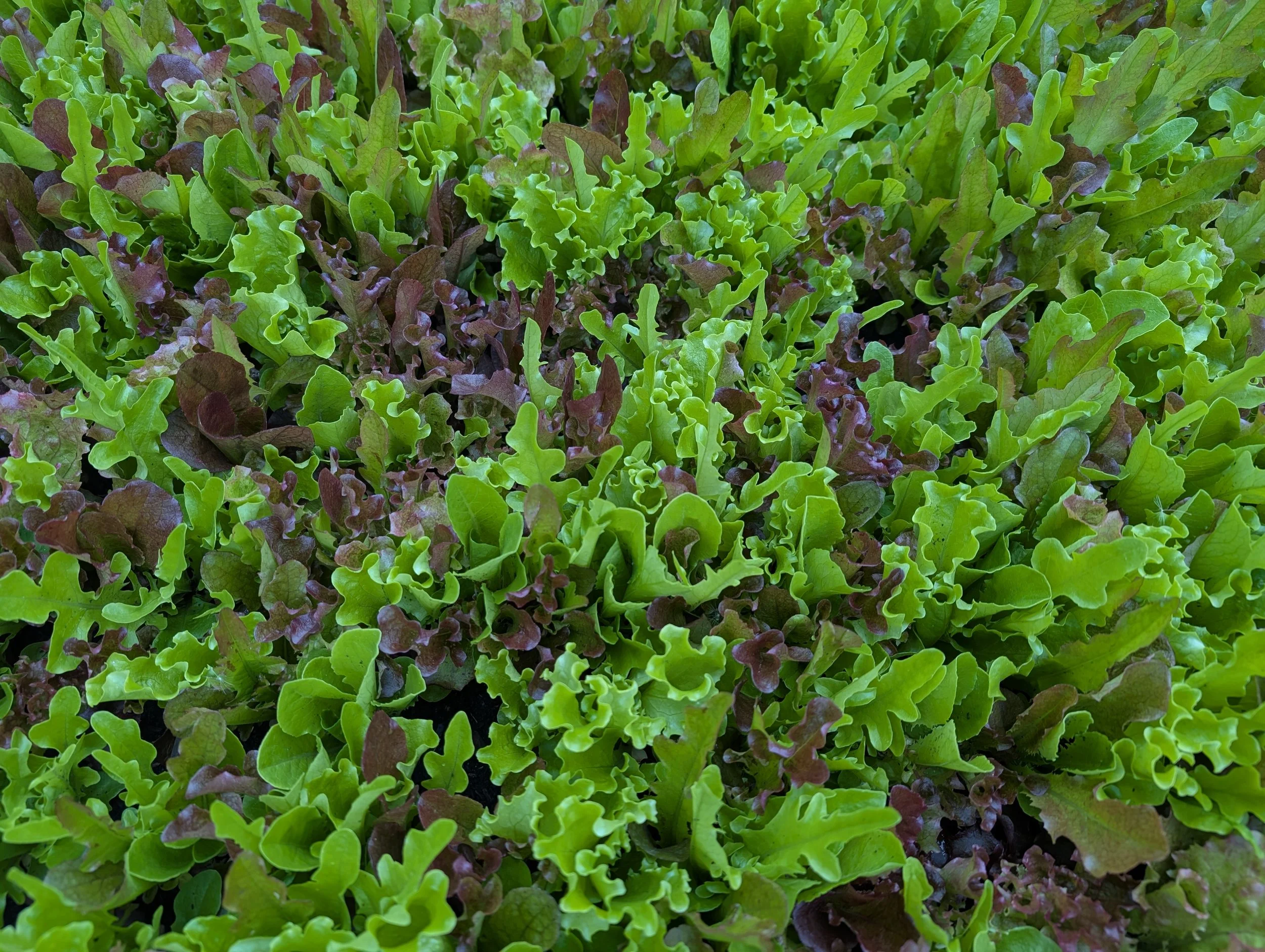 Let Us Talk About Lettuce