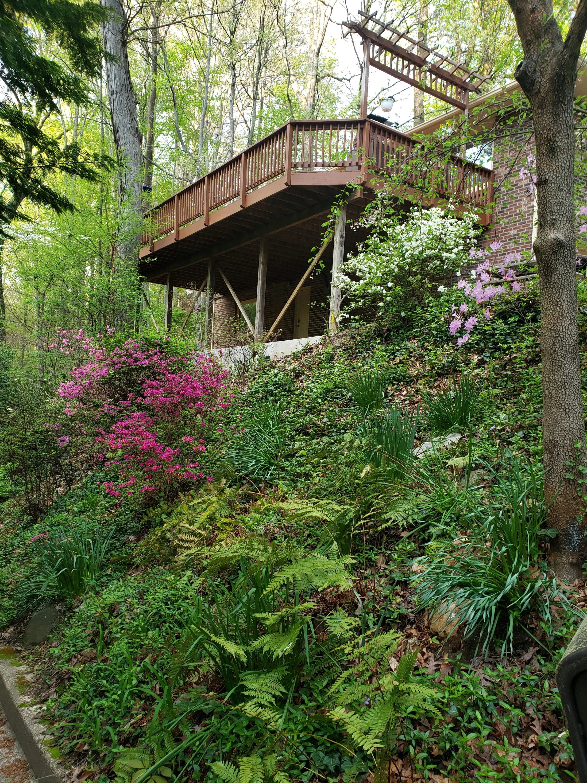 A house with a wooden deck on a wooded hillside surrounded by flowering bushes and green foliage.