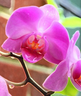 Close-up of a pink orchid flower with a dark stem and green blurred background.