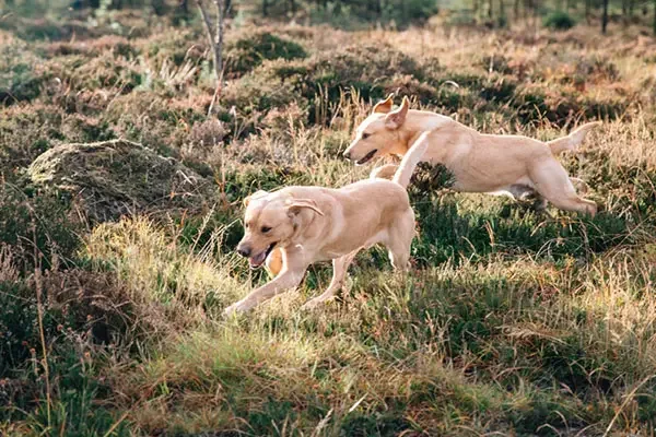 Gundogs & Falconry