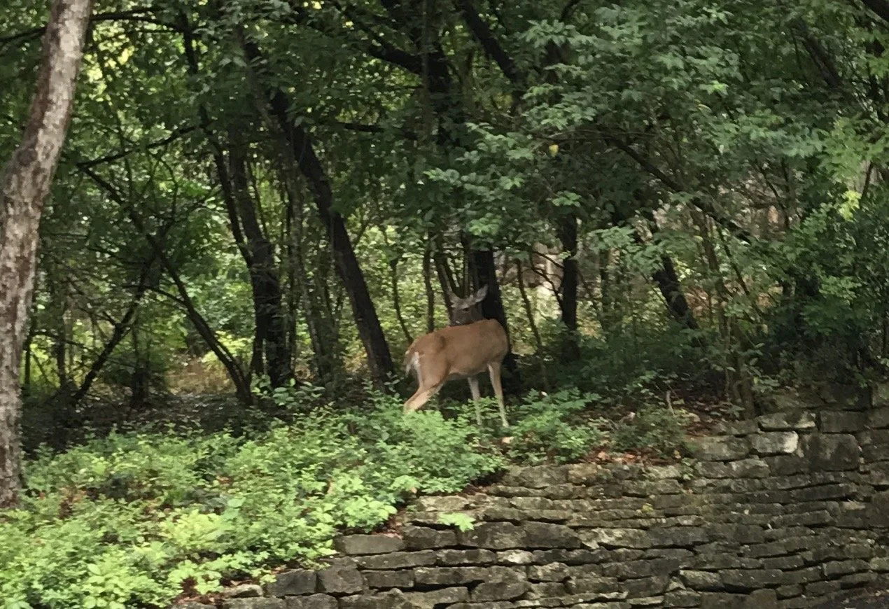 A deer standing among dense green trees and foliage on a hillside with a stone wall in the foreground.