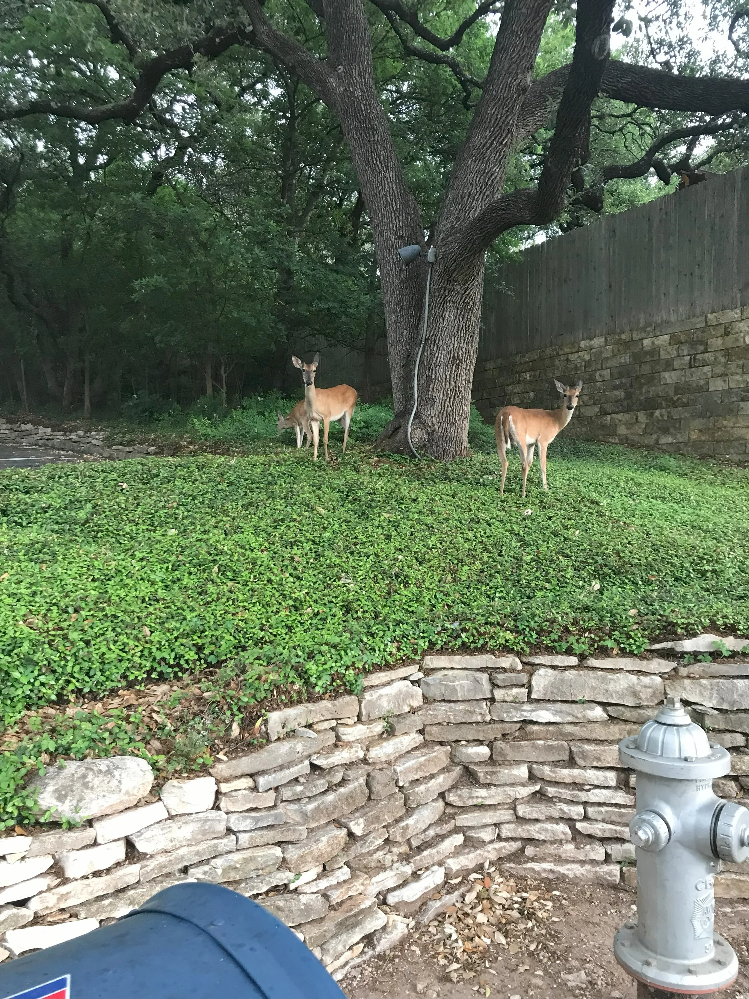 Two deer standing on a grassy hill next to a large tree with a fence and forest in the background.