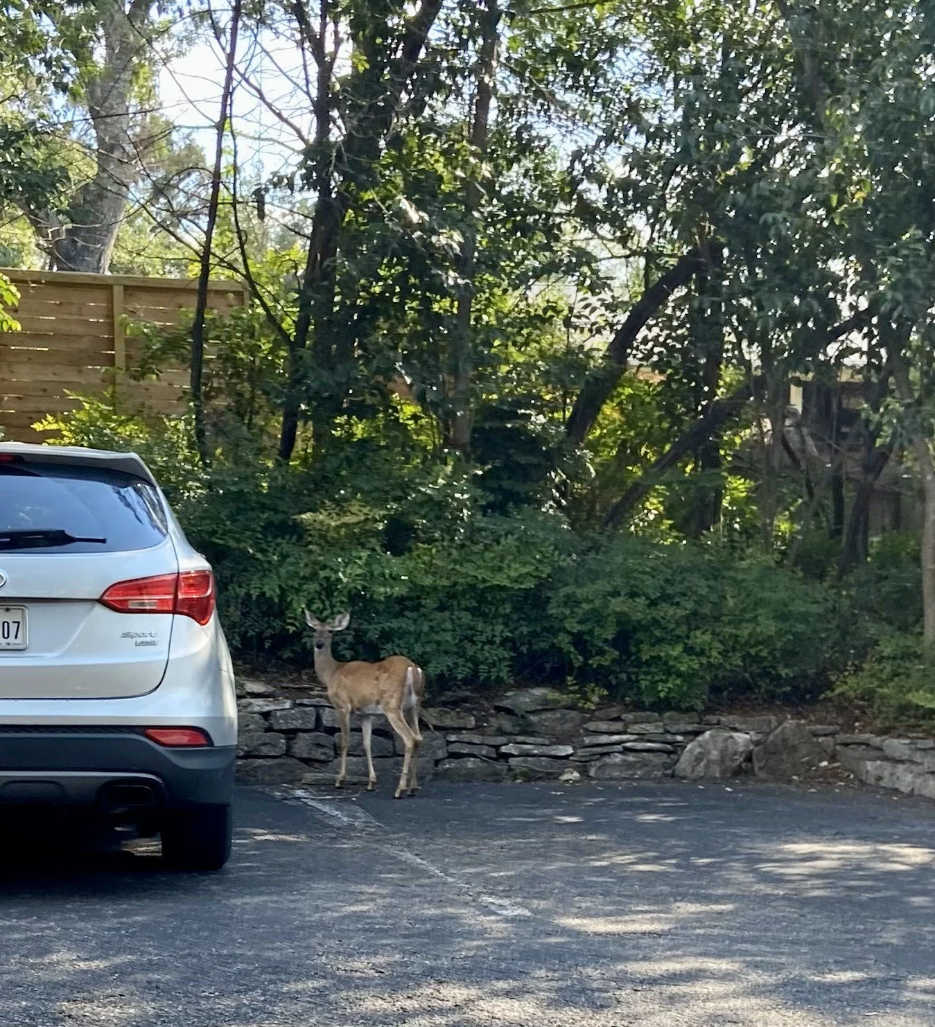 Deer standing near a parked car in a wooded area with a wooden fence in the background.