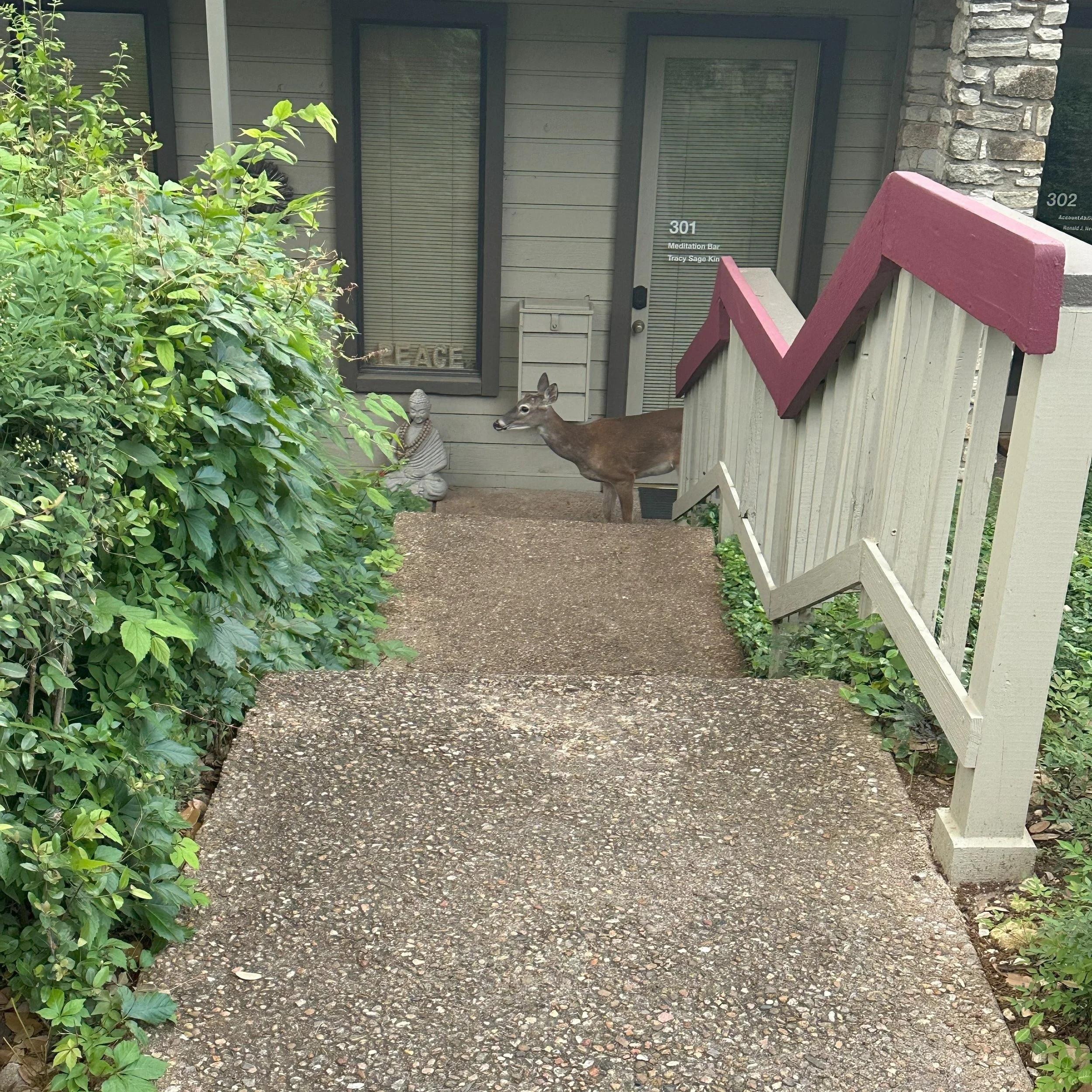 A deer standing at the entrance of a building, near a small Buddha statue, with green bushes on the left and a staircase with a maroon and white railing on the right.