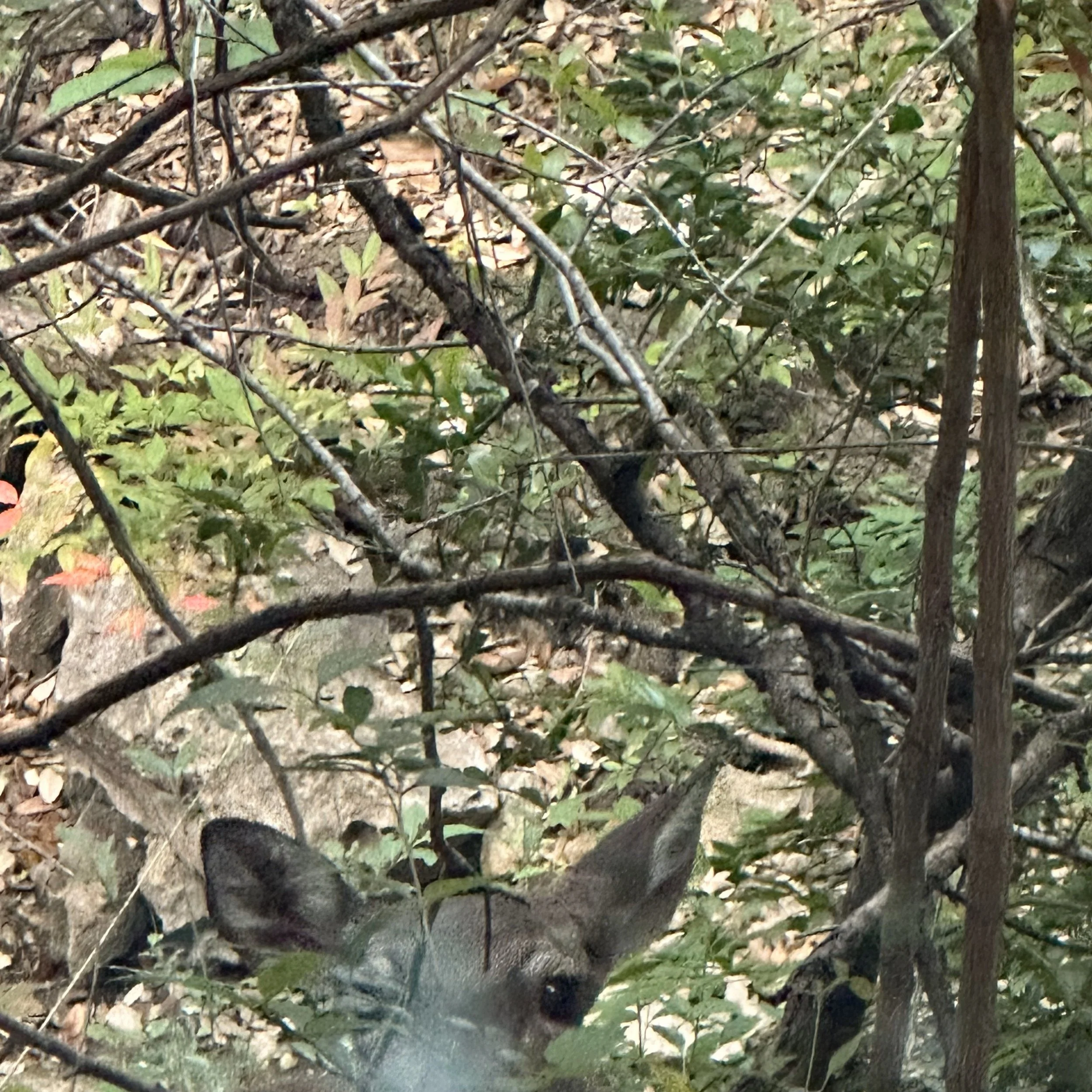 A deer partially hidden behind tangled branches and green leaves in a forest setting.