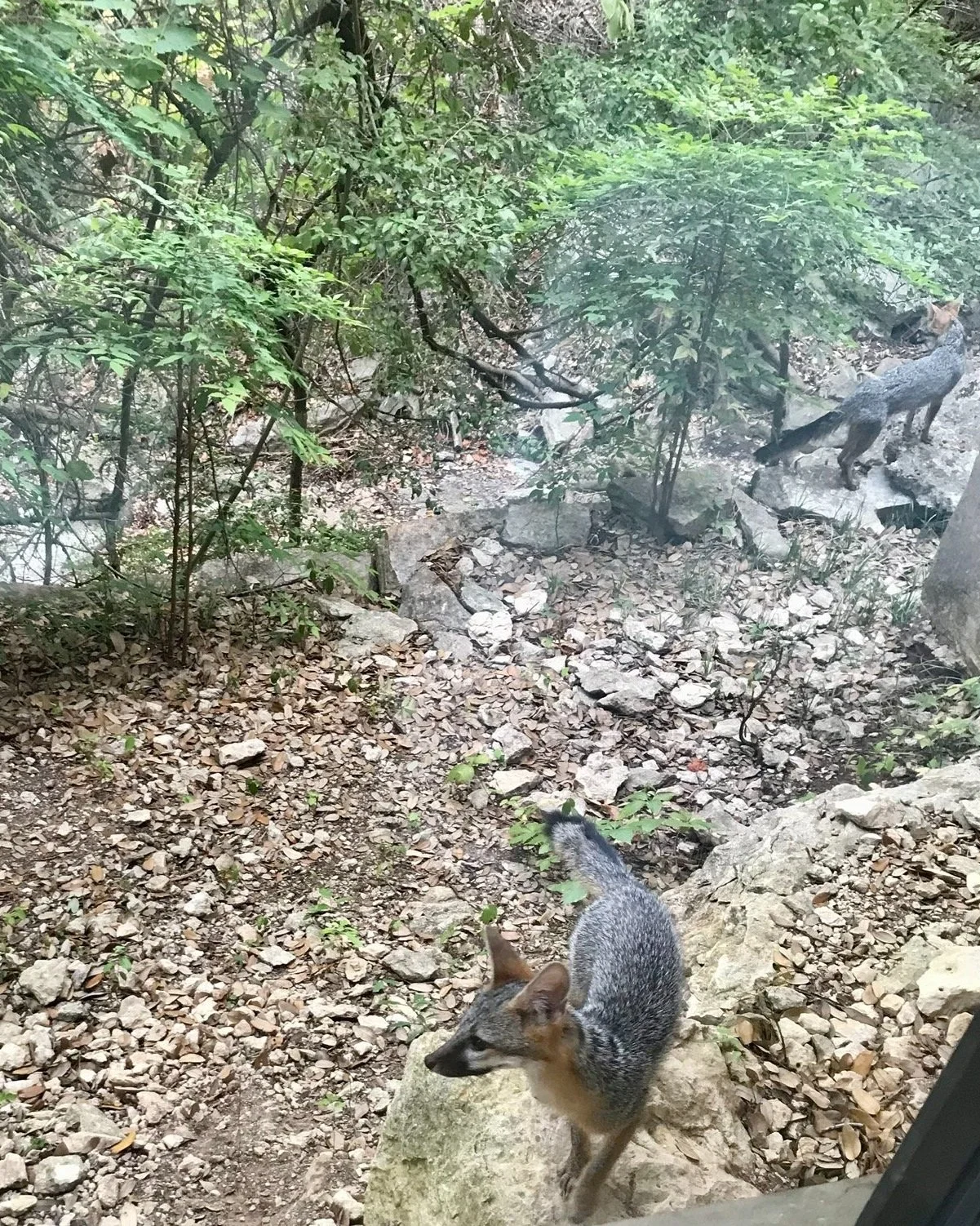 A fox and a squirrel in a wooded area with rocks and green foliage.