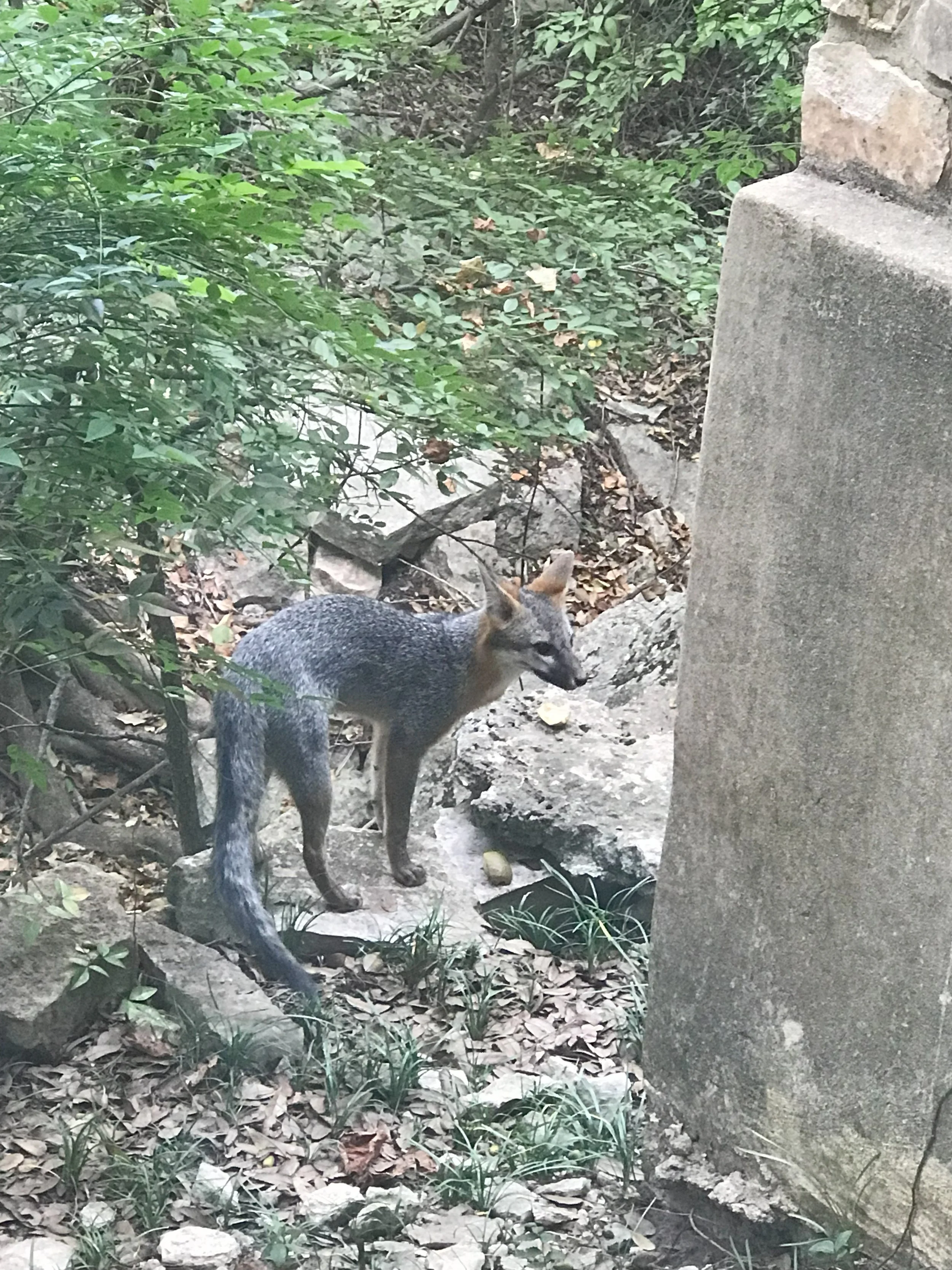A gray fox standing on rocky ground among greenery near a large concrete and stone structure.