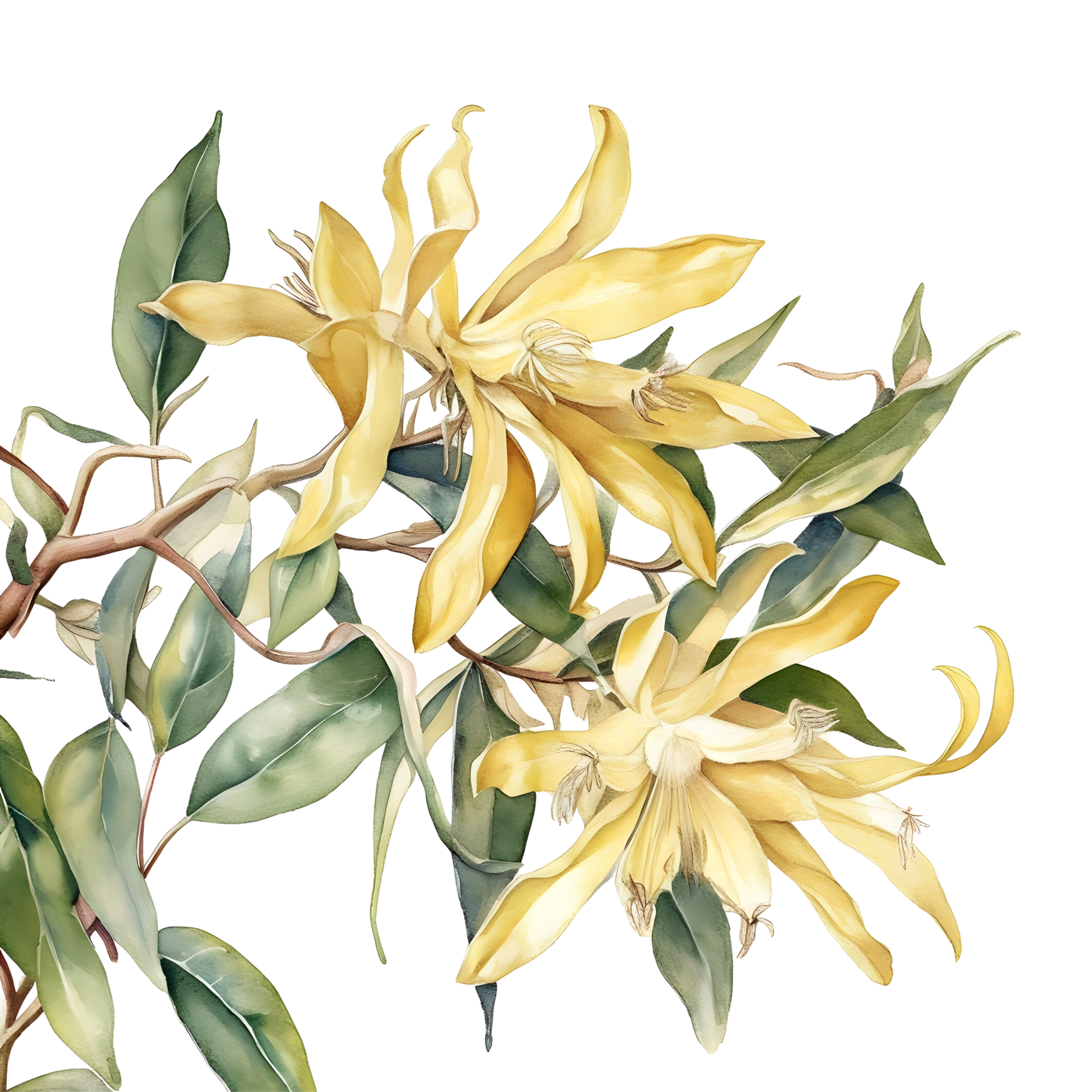 Yellow orchids with green leaves and stems on a black background.