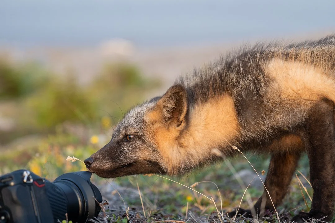 Conservation Stories