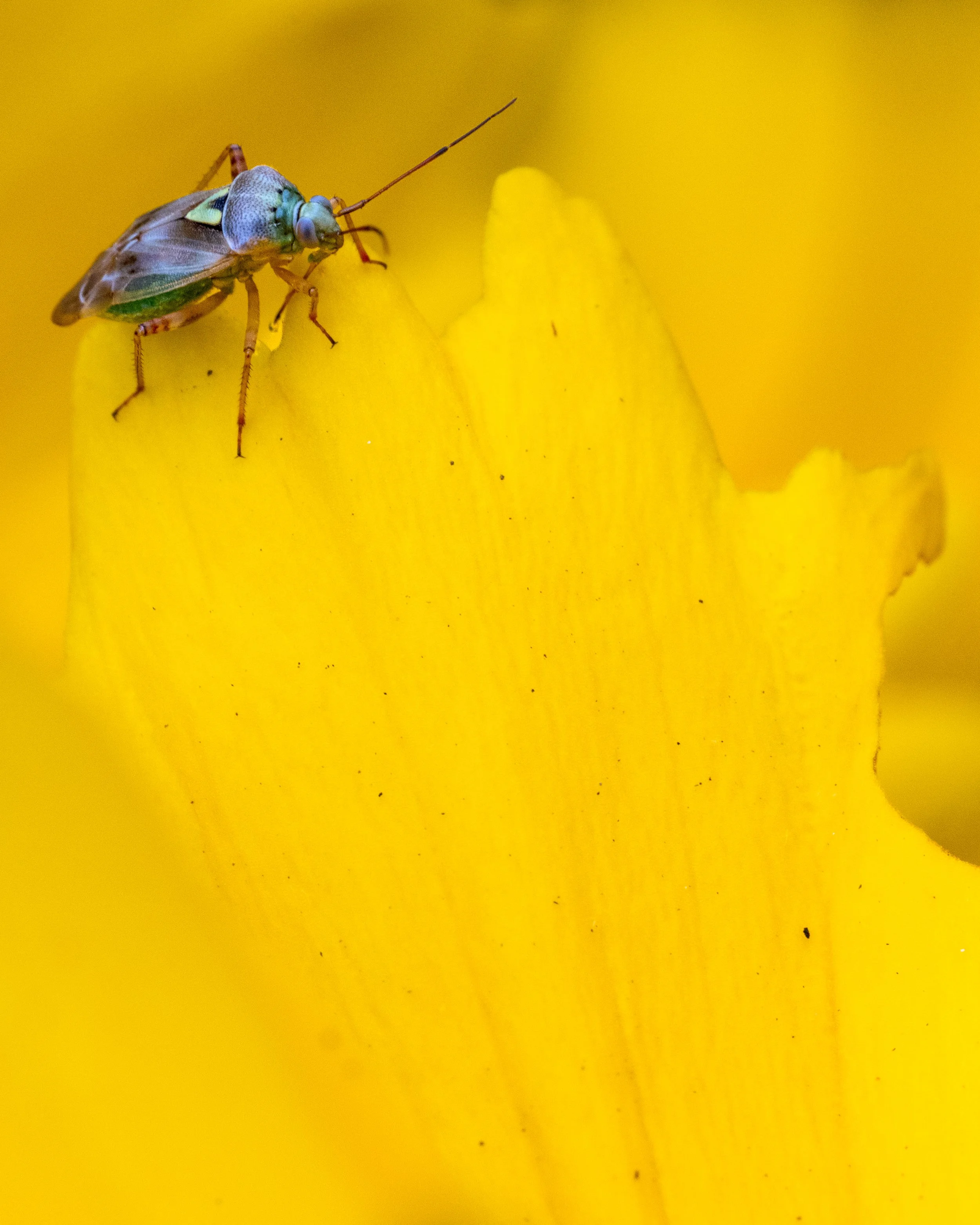 Z8_Macro_May12-1050.jpg