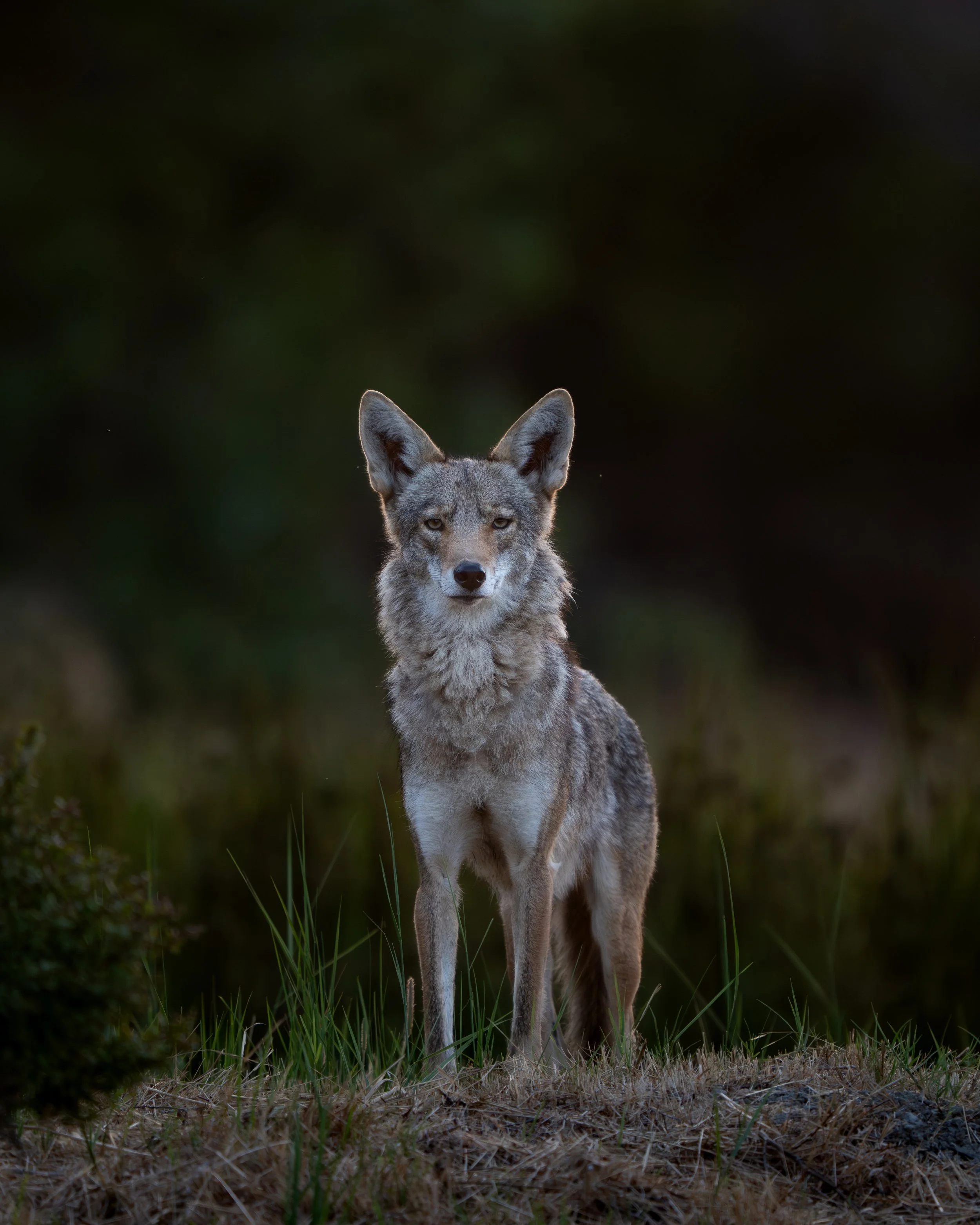 Z8_CoyotePoint_July15-0668.jpg
