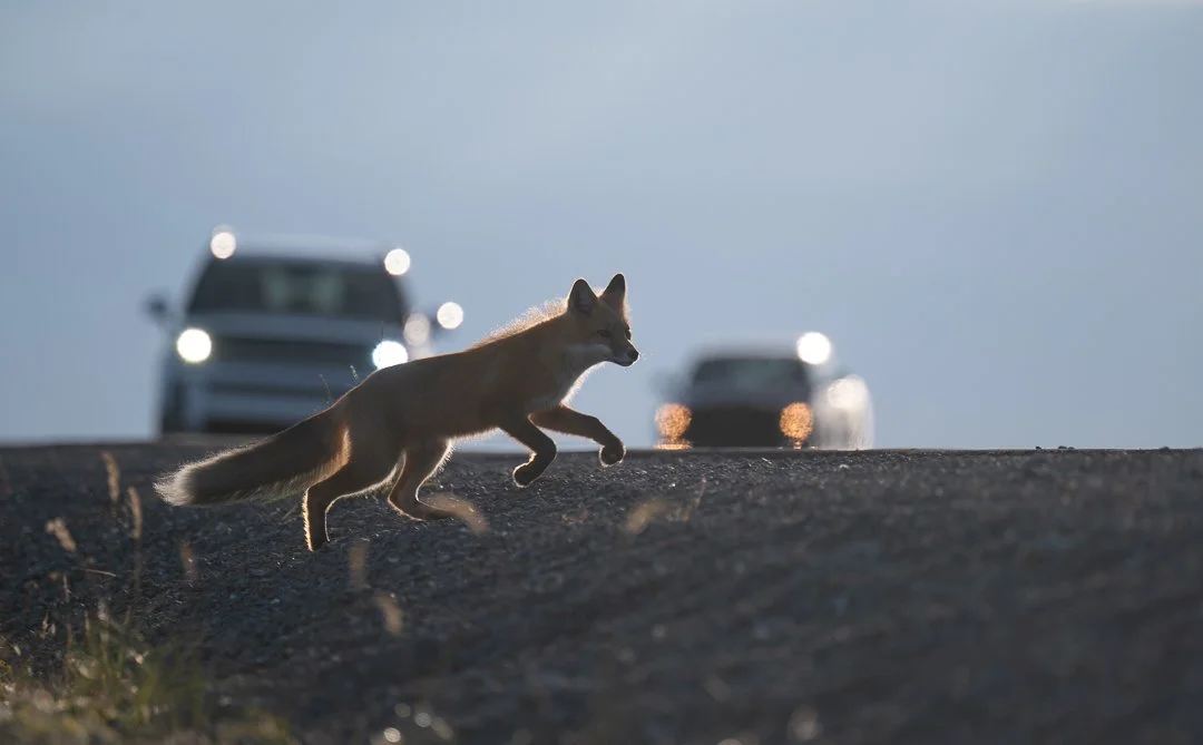 FoxRunning.jpg
