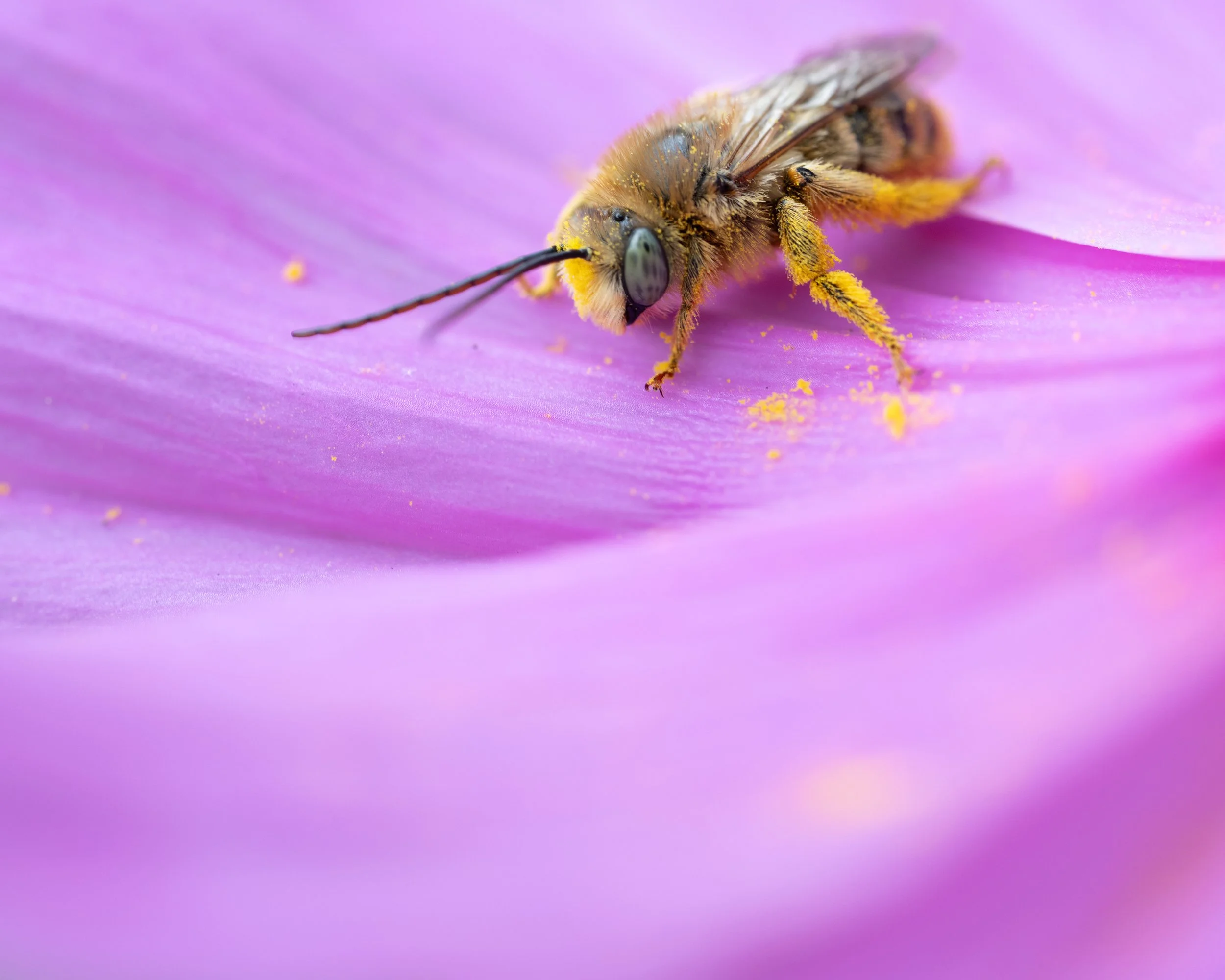 Macro