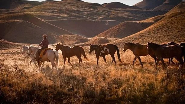 A cowboy riding a white horse leading a group of horses across a grassy landscape with rolling hills in the background.