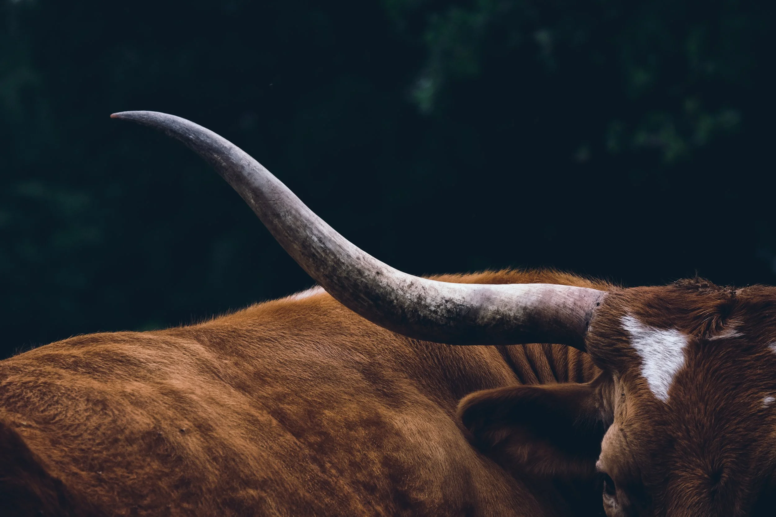 Close-up of a buffalo's head and large horn, with a dark background.