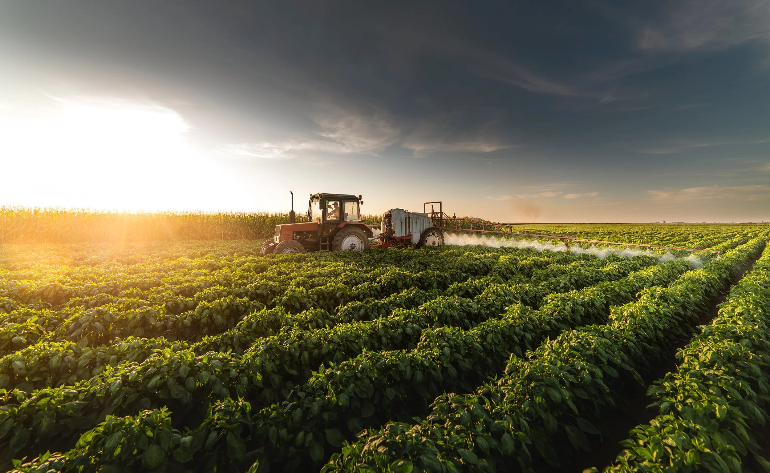 Farmer tractor spray pesticide on large green crop field during sunset.