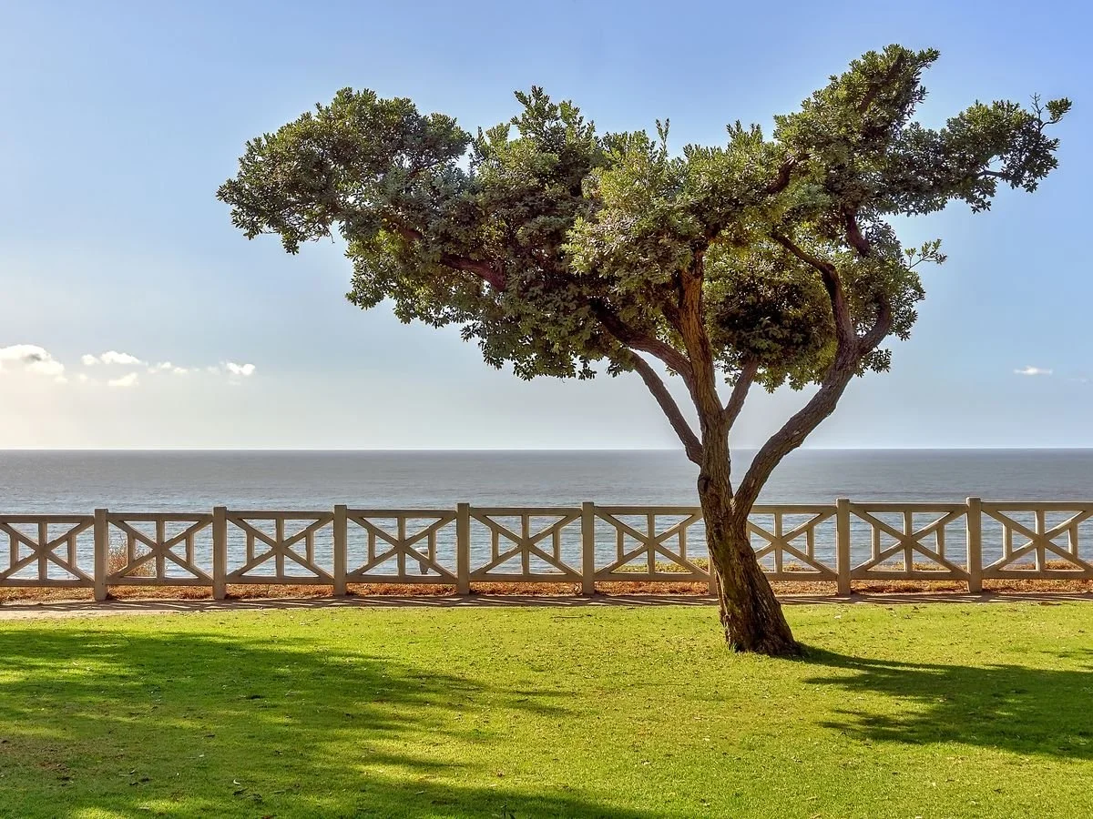 A seaside scene of Palisades Park in Santa Monica, California with a green grassy area, a lone tree, a wooden fence, and the ocean under a clear blue sky.