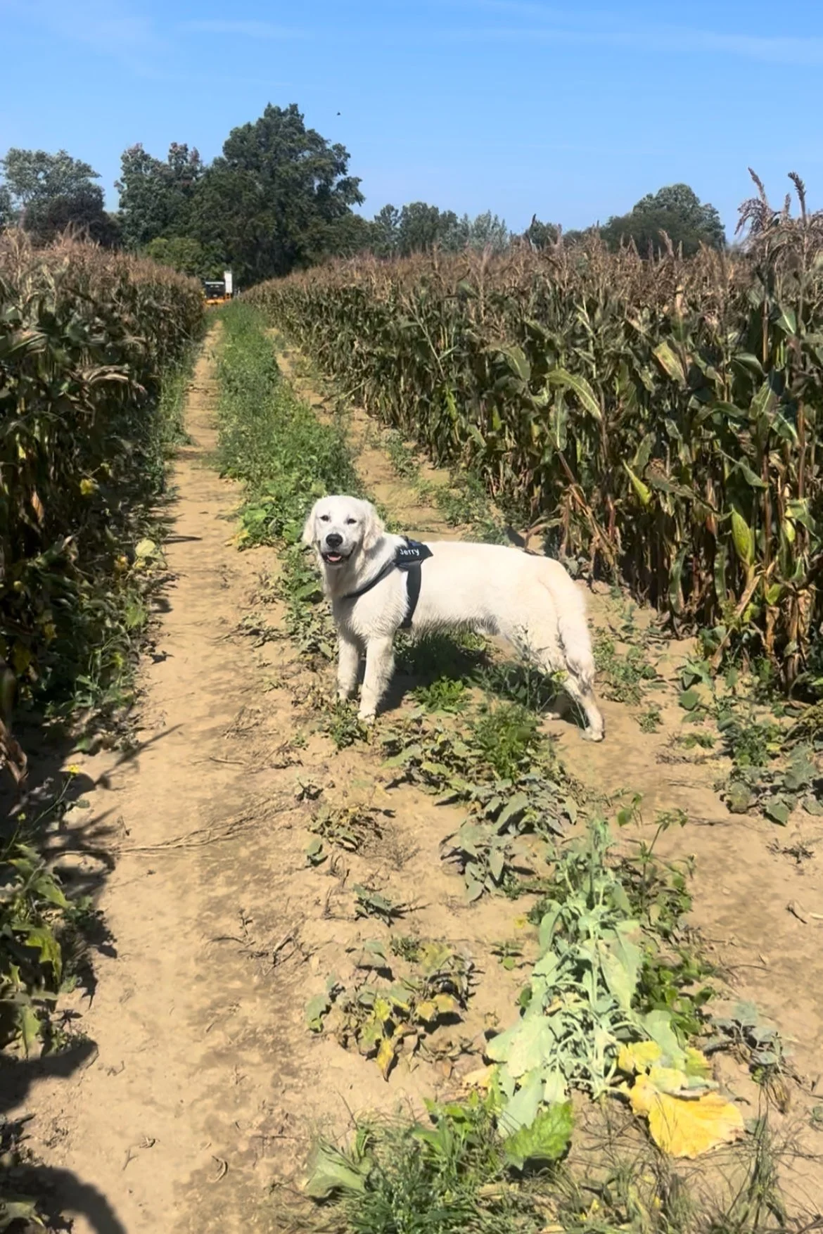 A white dog standing in a dirt path between rows of tall, dried cornstalks in a field on a sunny day.