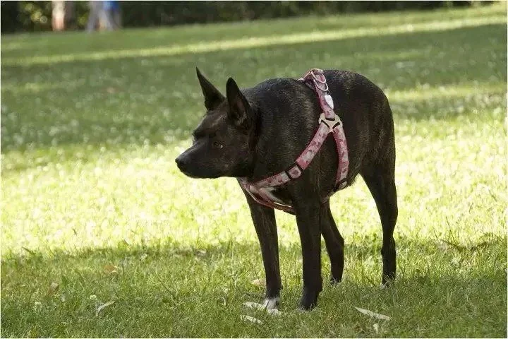 Small black dog wearing a pink harness standing on green grass in a park.