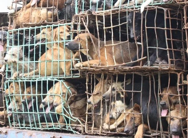 Multiple dogs tightly packed in stacked wire cages.