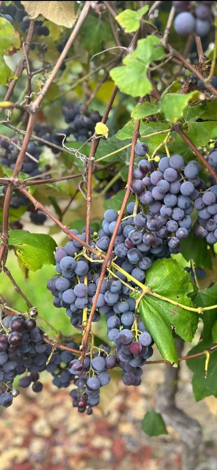 Clusters of dark purple grapes hanging from a vine with green leaves in the background.