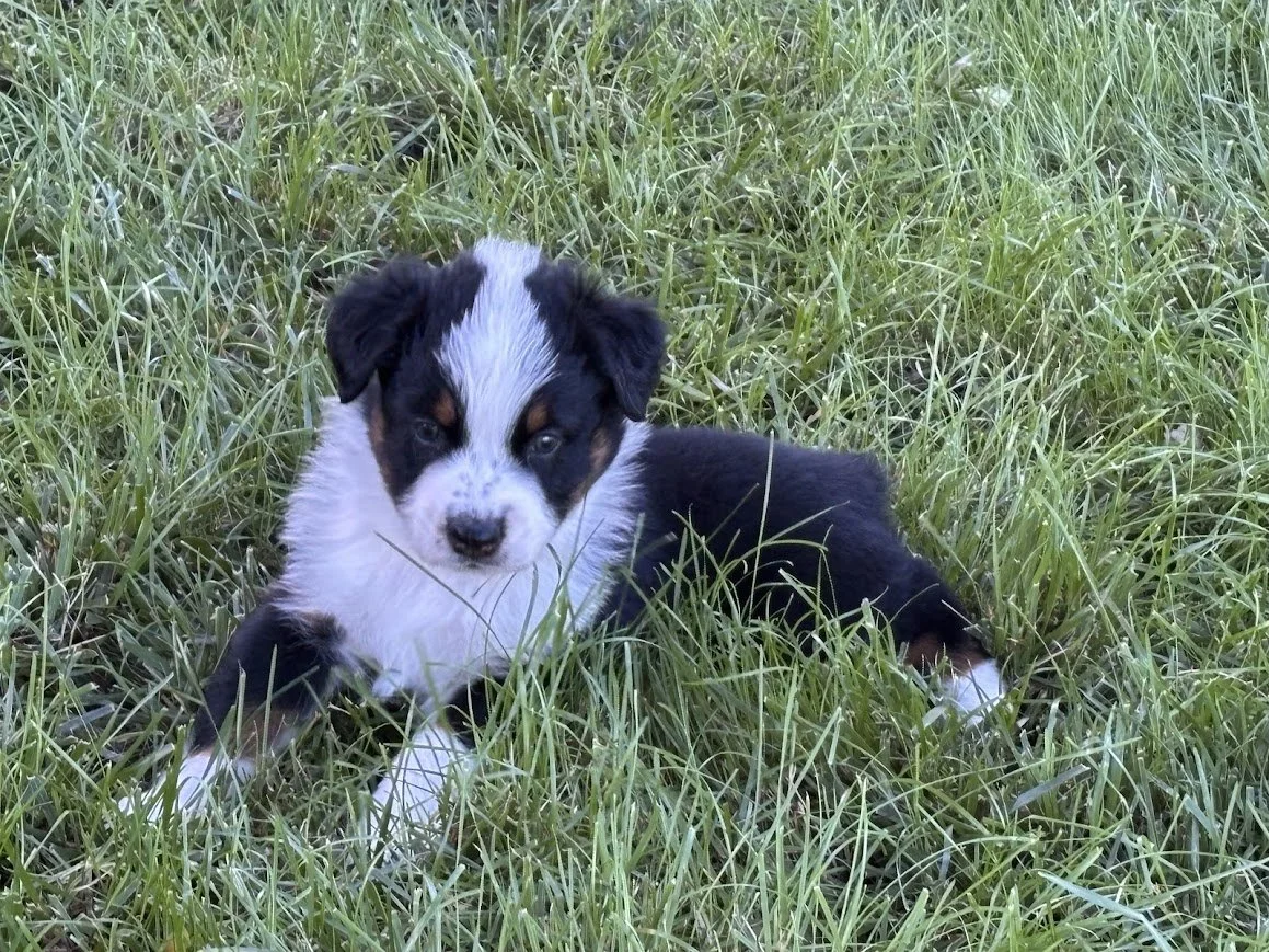 Steamboat - Male Black Tri