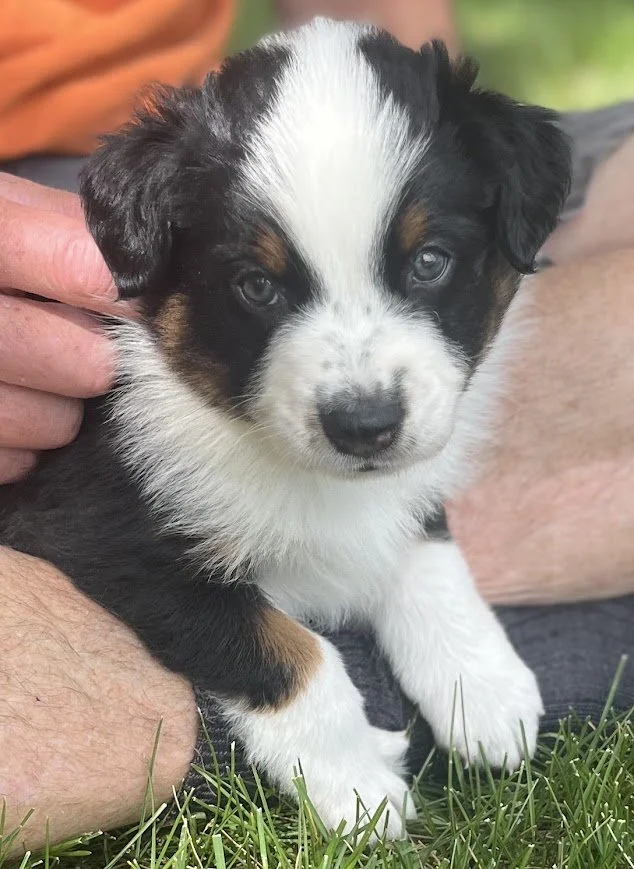 Steamboat - Male Black Tri (front)