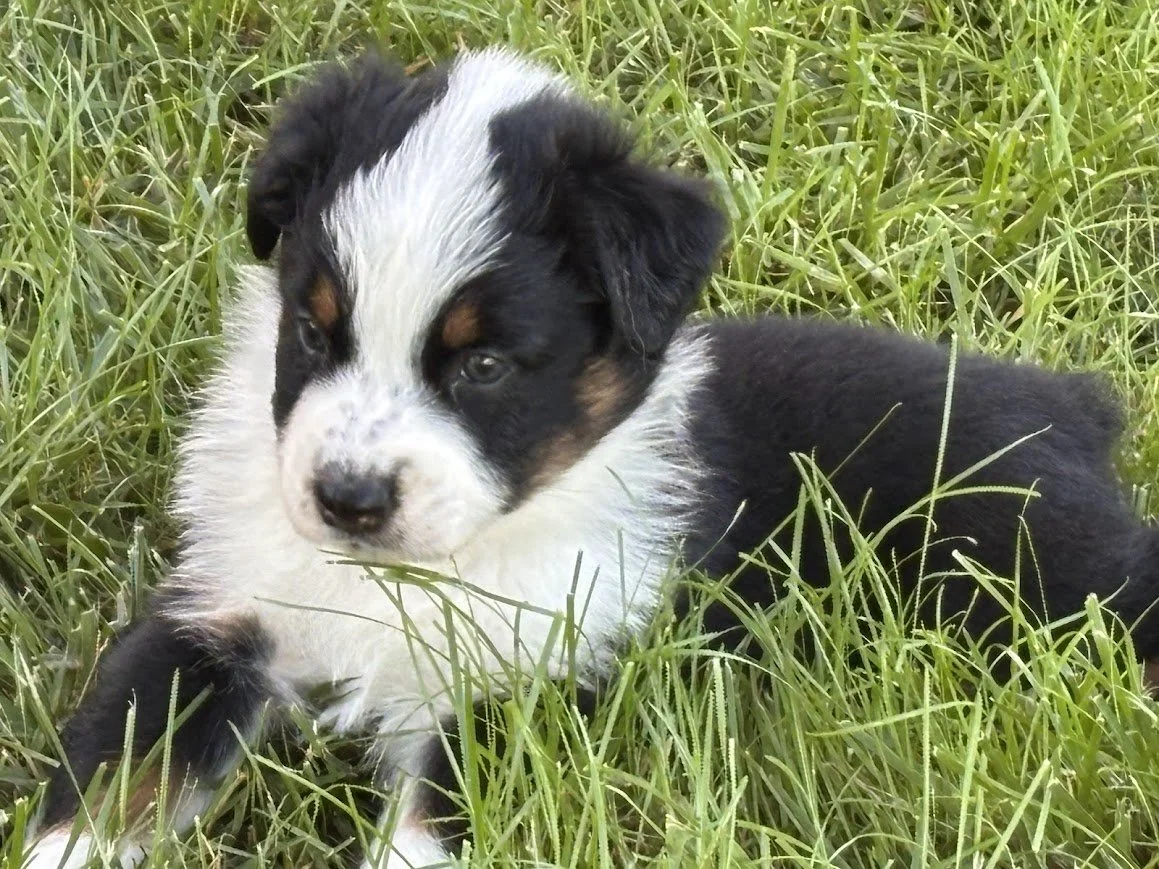 Steamboat - Male Black Tri (profile)