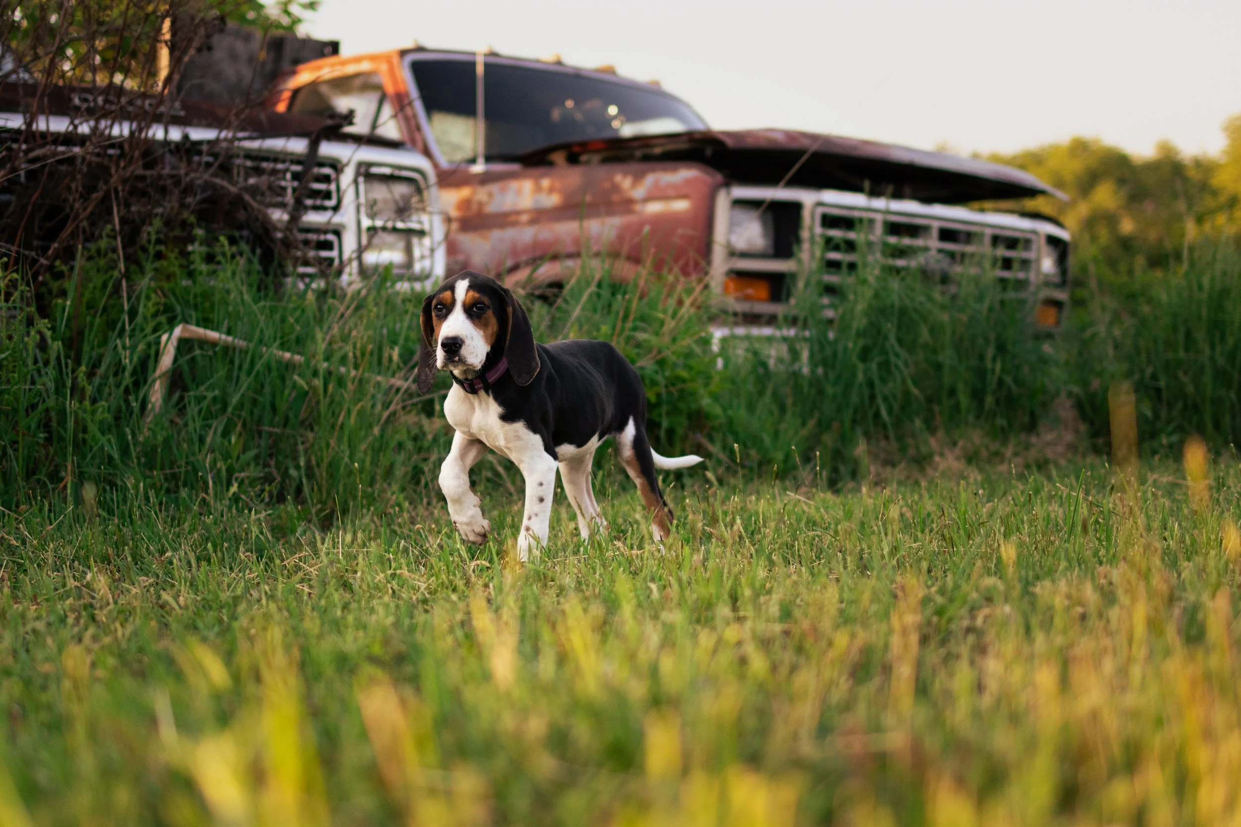 A small black and white dog with brown markings standing in tall grass in front of an abandoned rusty truck.