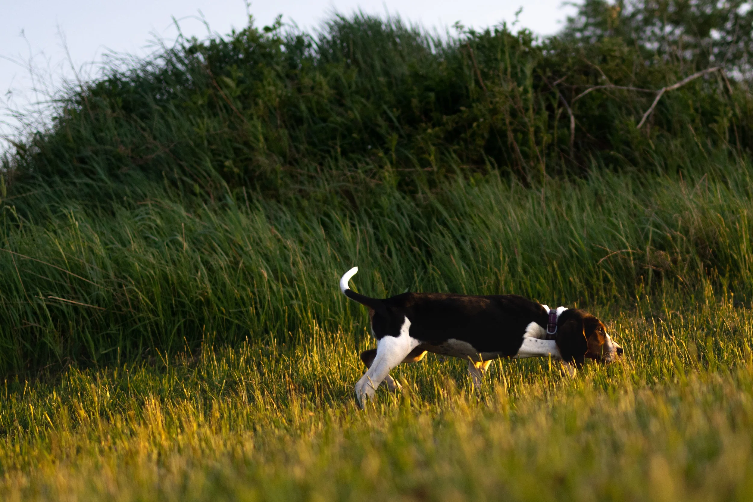 A black and white dog walking through tall grass in a natural, outdoor setting at sunset.