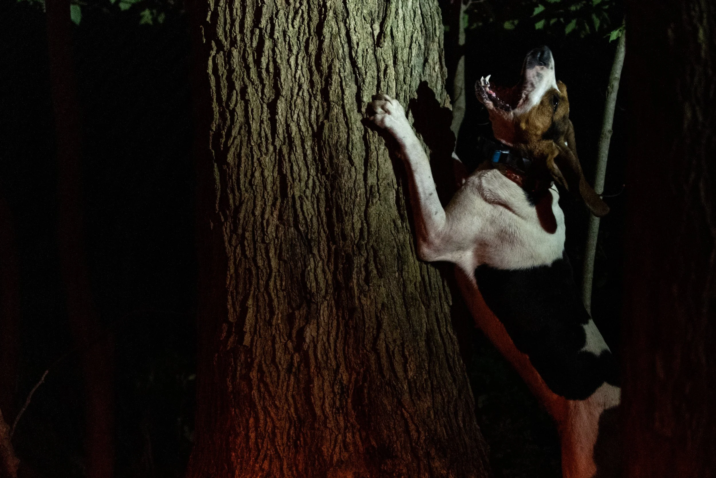 A dog with a collar standing on a tree trunk at night, illuminated by a light.