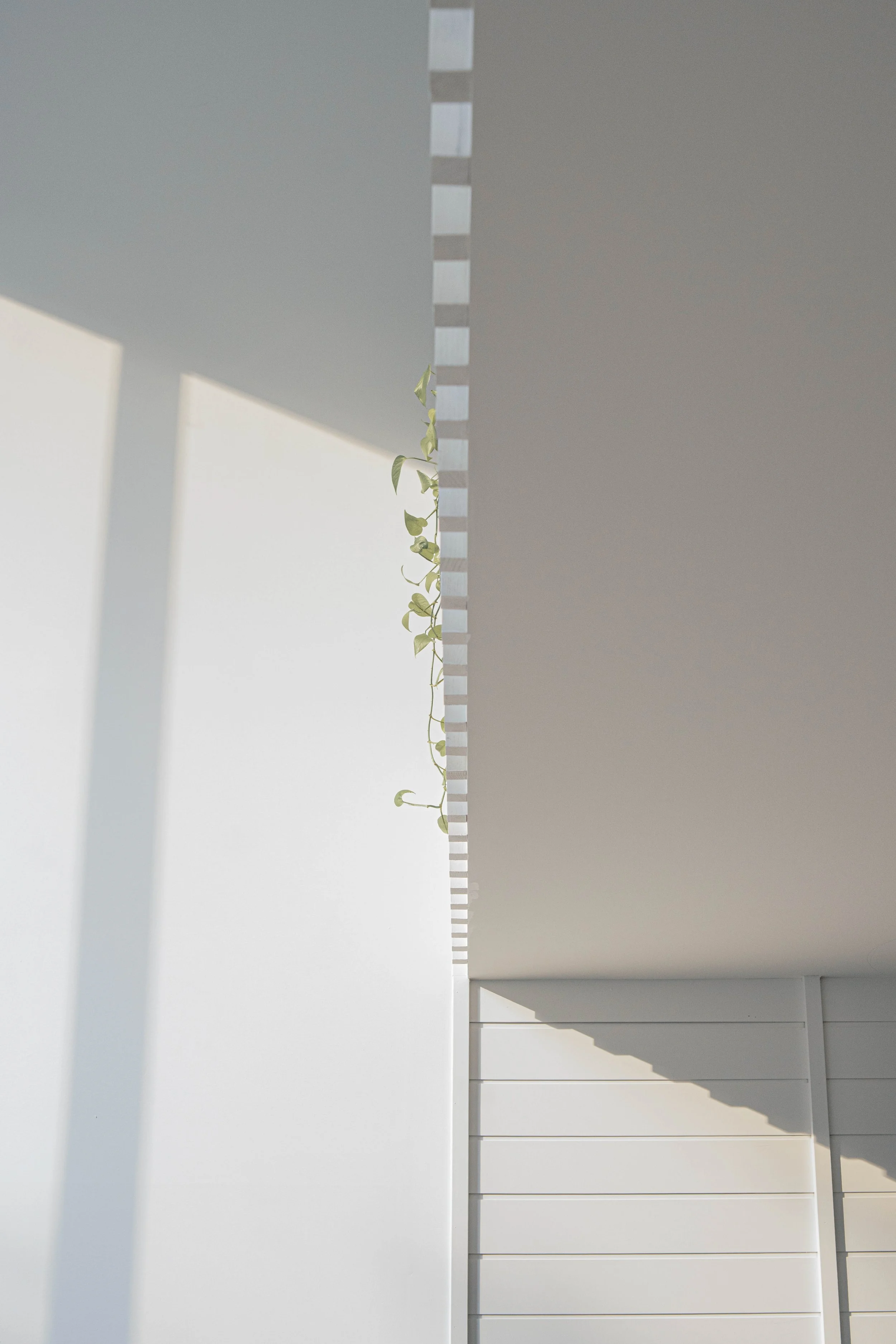 Photo minimaliste d'un espace moderne avec un mur blanc, un plafond blanc et des panneaux en bois blanc, avec une plante grimpante suspendue.