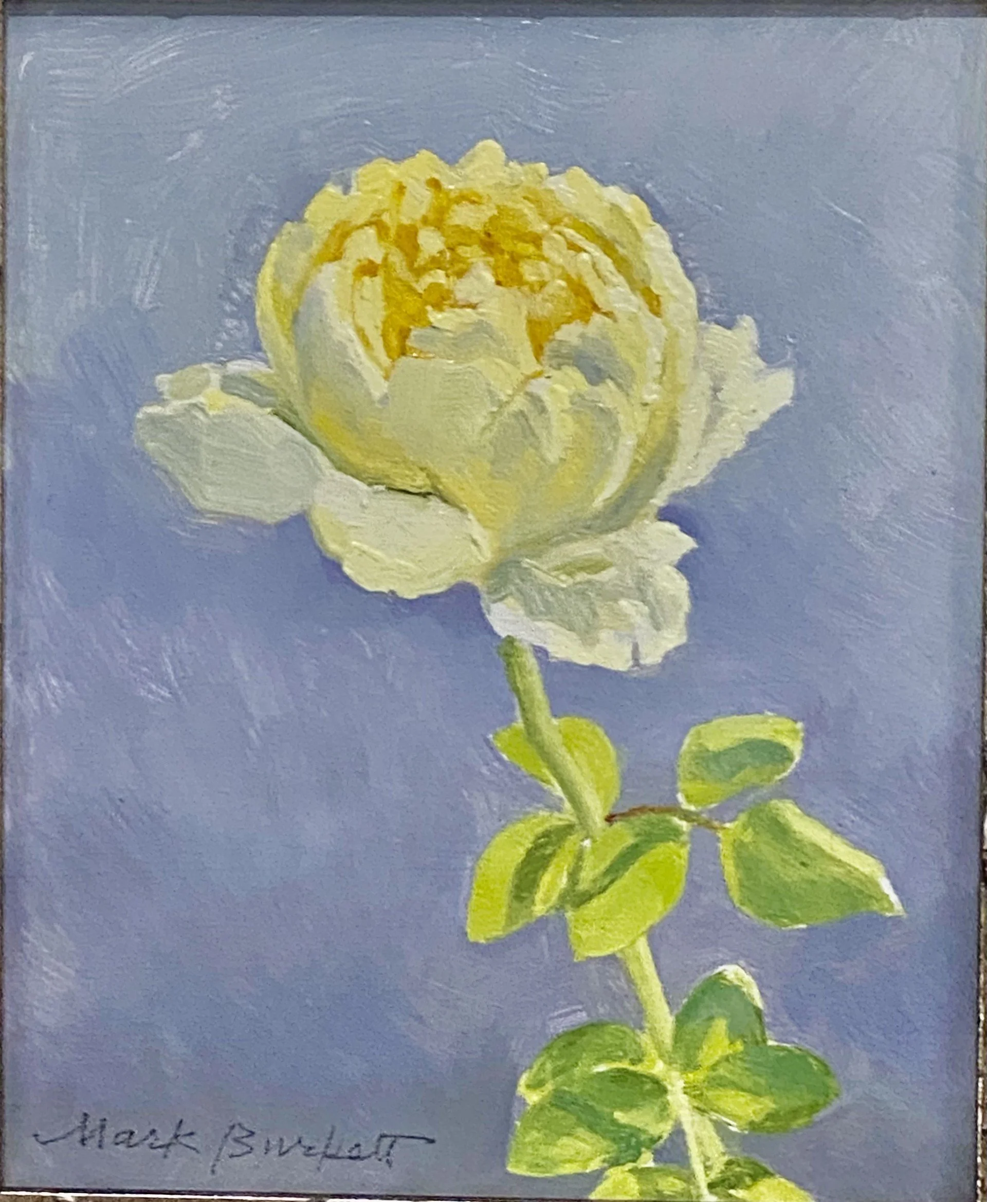 Single Peony