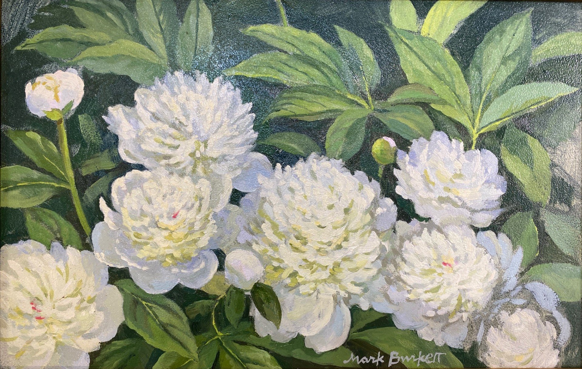 Peonies in May