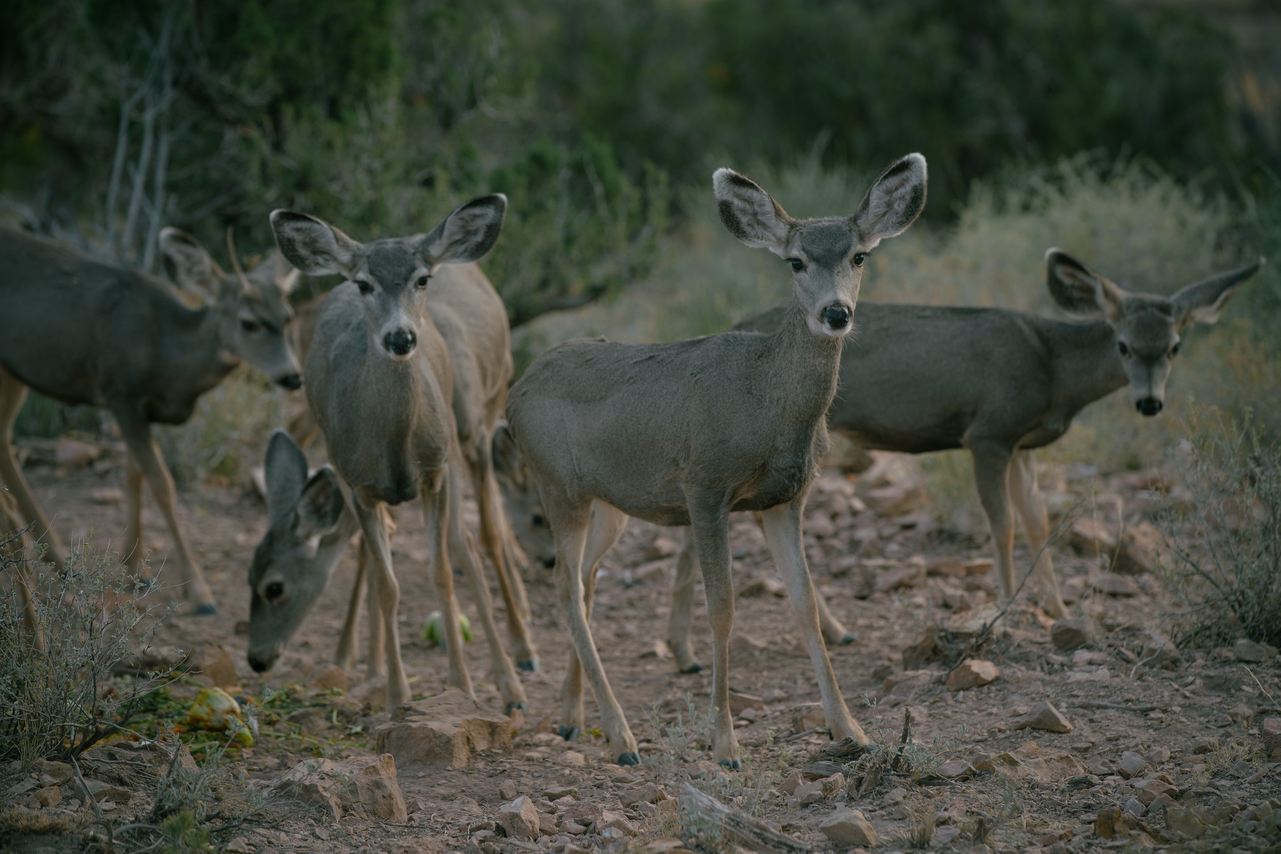 FOREVERMORE2024 | @ofcoursepolly-252.jpg