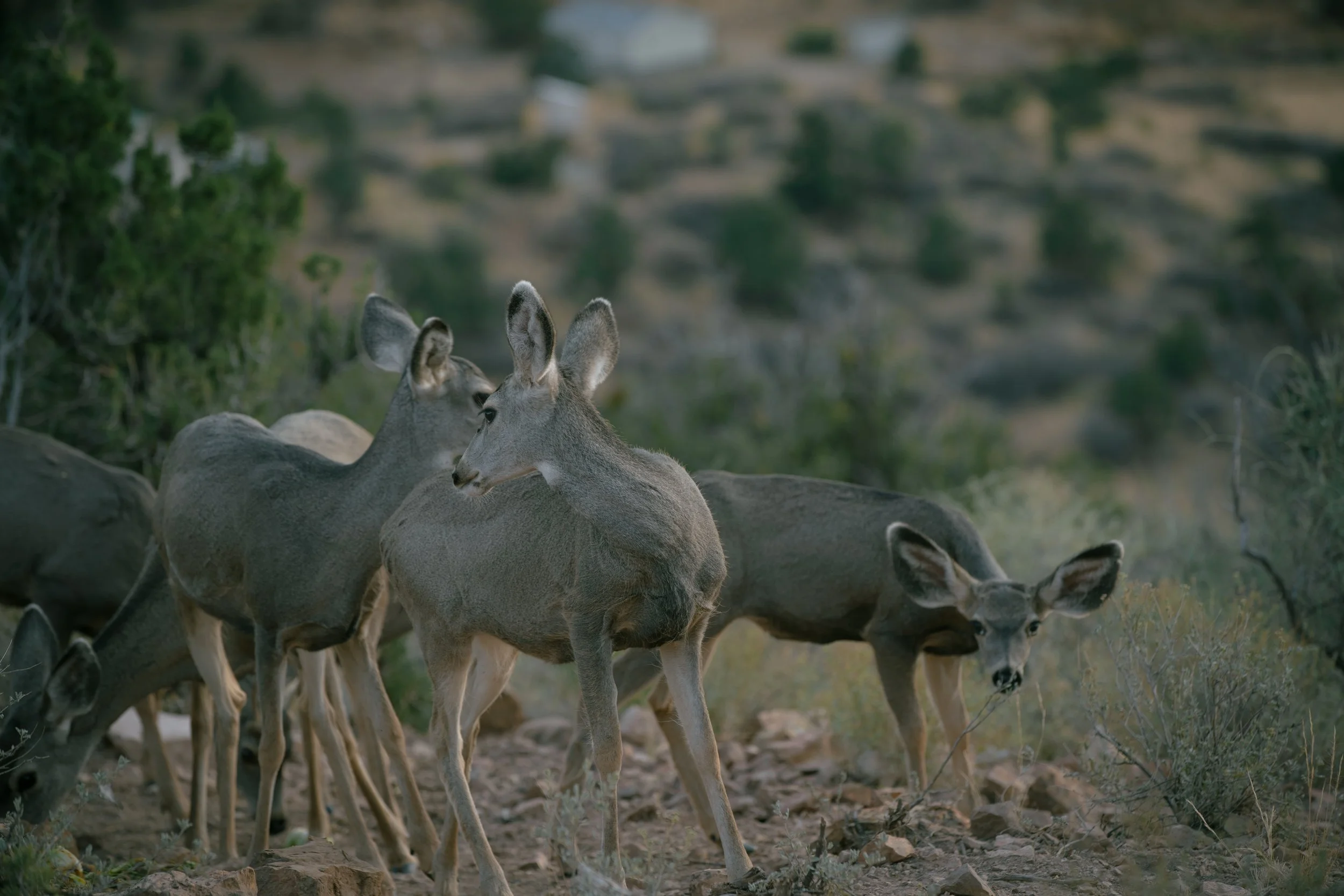 FOREVERMORE2024 | @ofcoursepolly-253.jpg