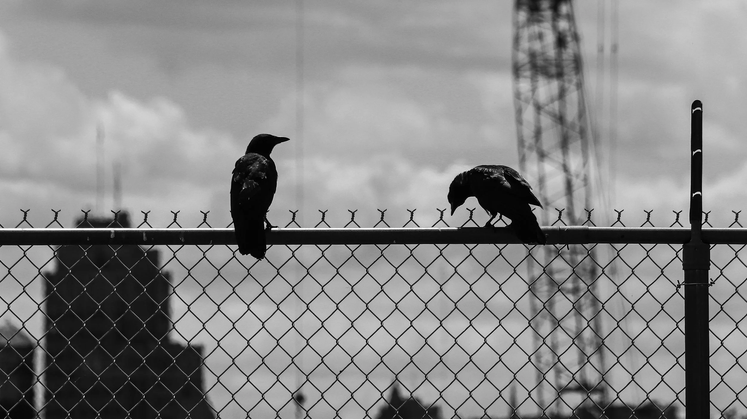 Two black birds perched on a chain-link fence with a cloudy sky and tall radio or cell towers in the background.