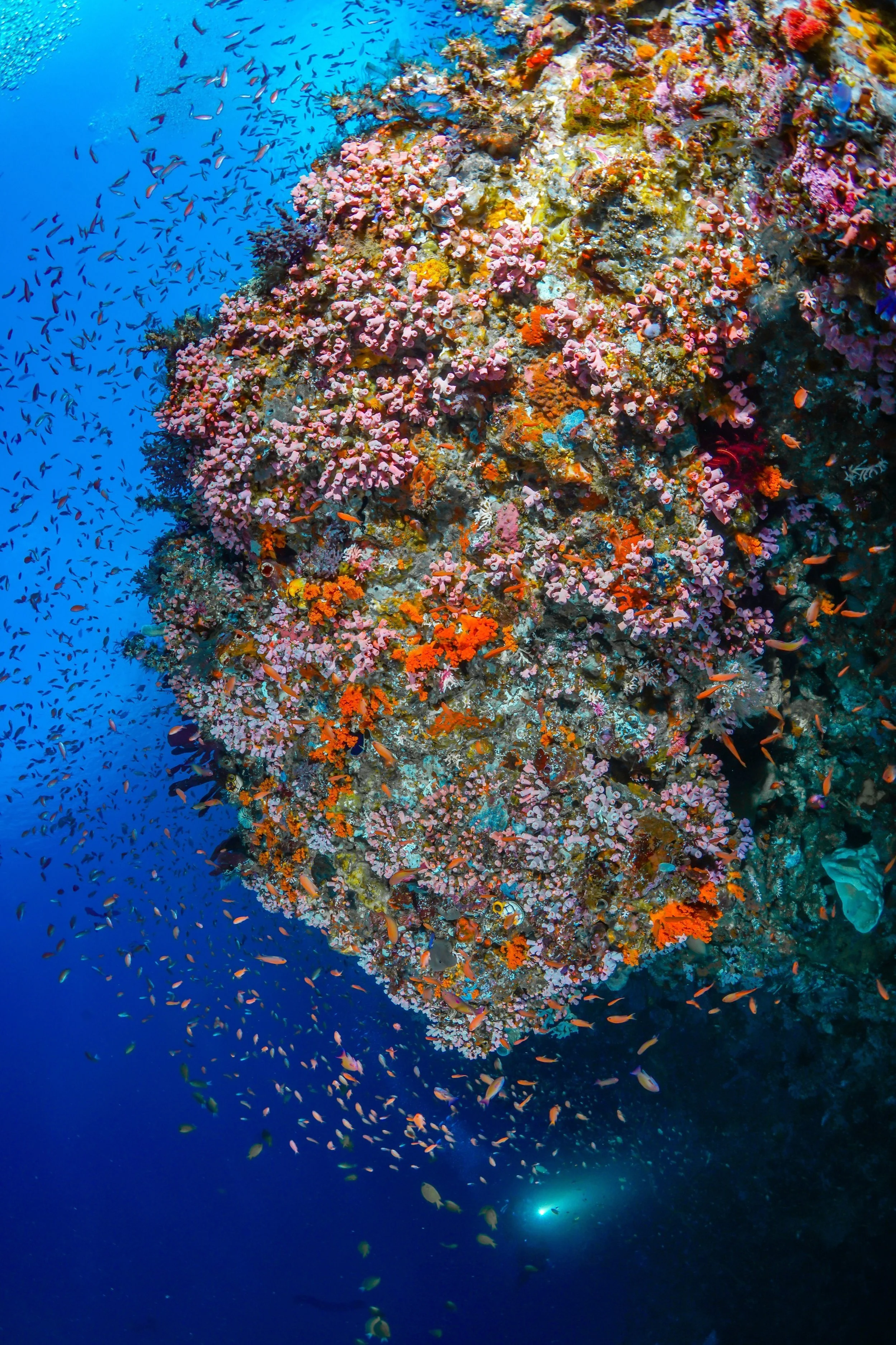 Coral Reef Wall