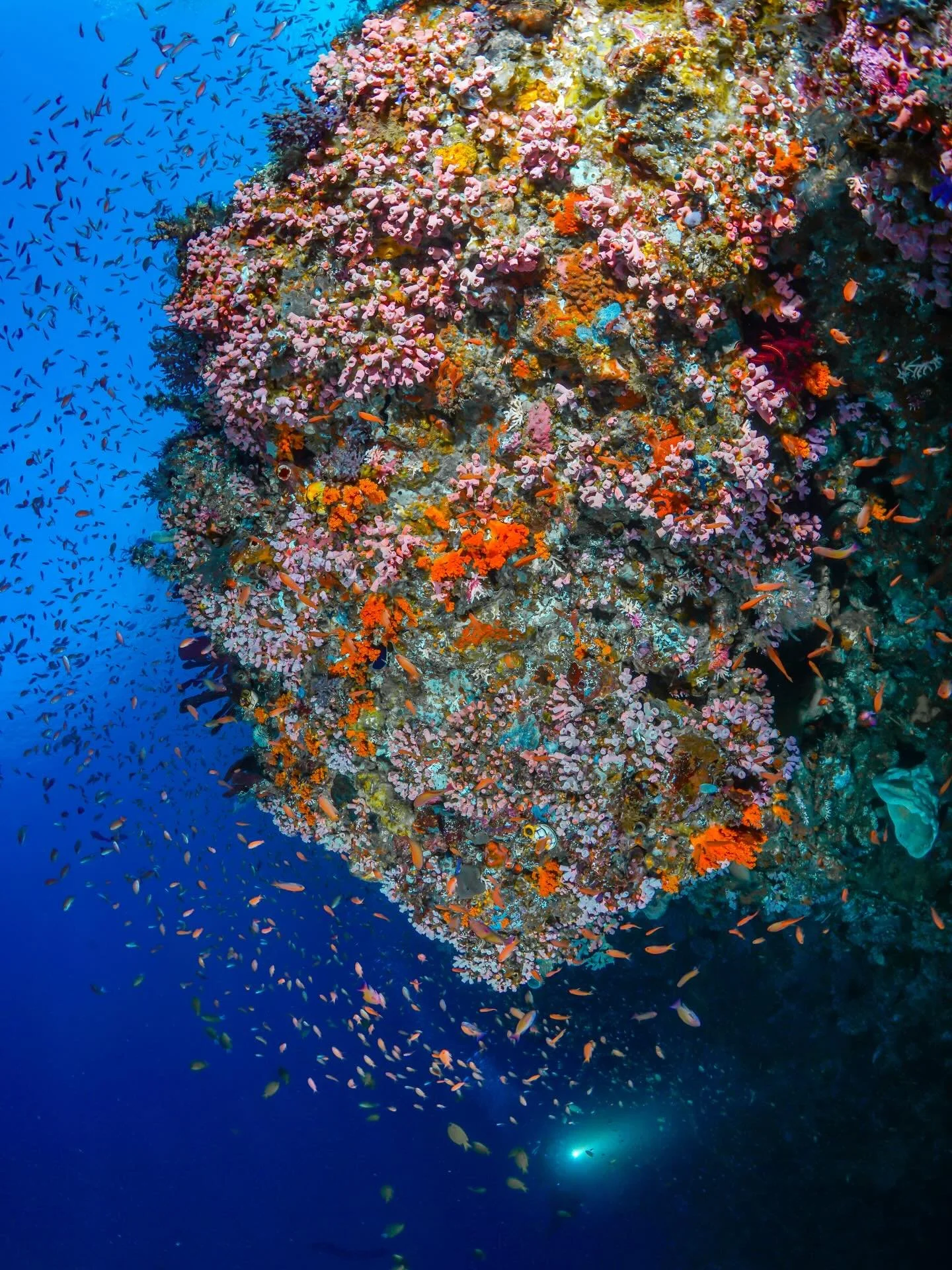 Picture starting the dive here&hellip; and realising you won&rsquo;t need to go anywhere else 😍

📸 @adiprayogo.liemena 

#DiveInAlor #AlorIndonesia #Alor #alordiving