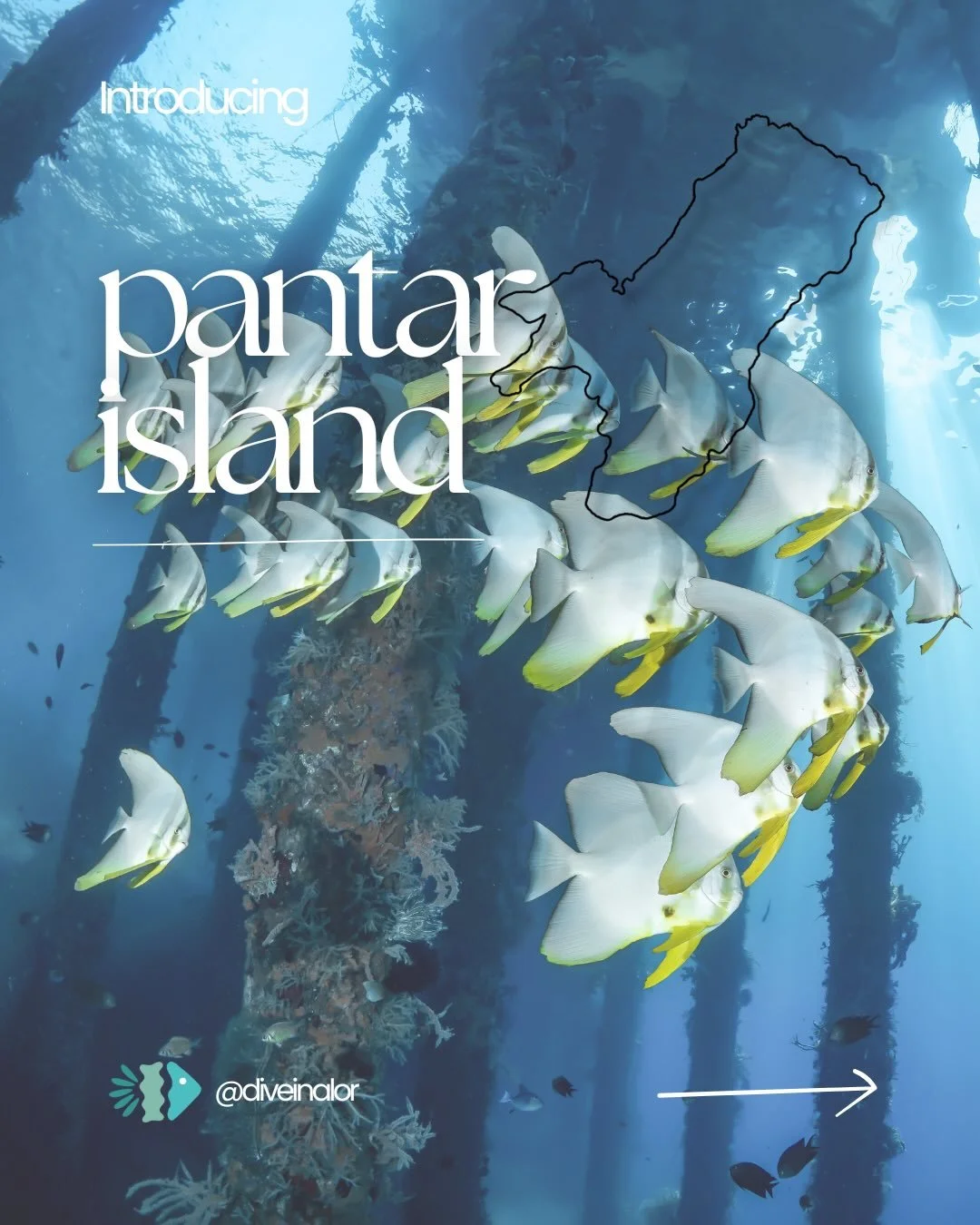 Introducing the next post of our island series - Pantar Island.
Sharing the places we dive, above and below the surface 🌴

Save this post &amp; follow along for the next island 💙

#DiveInAlor #PantarIsland #AlorIndonesia #DivingAlor #DivingIndonesi