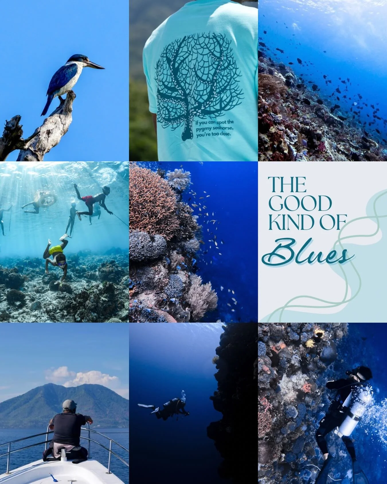 Trade the winter blues for the good kind.
Blue water, healthy reefs, and unhurried days at sea.

Experience Alor with us 🐠
Message us to reserve your stay! 

#DiveInAlor #AlorIndonesia #DiveAlor #Alor