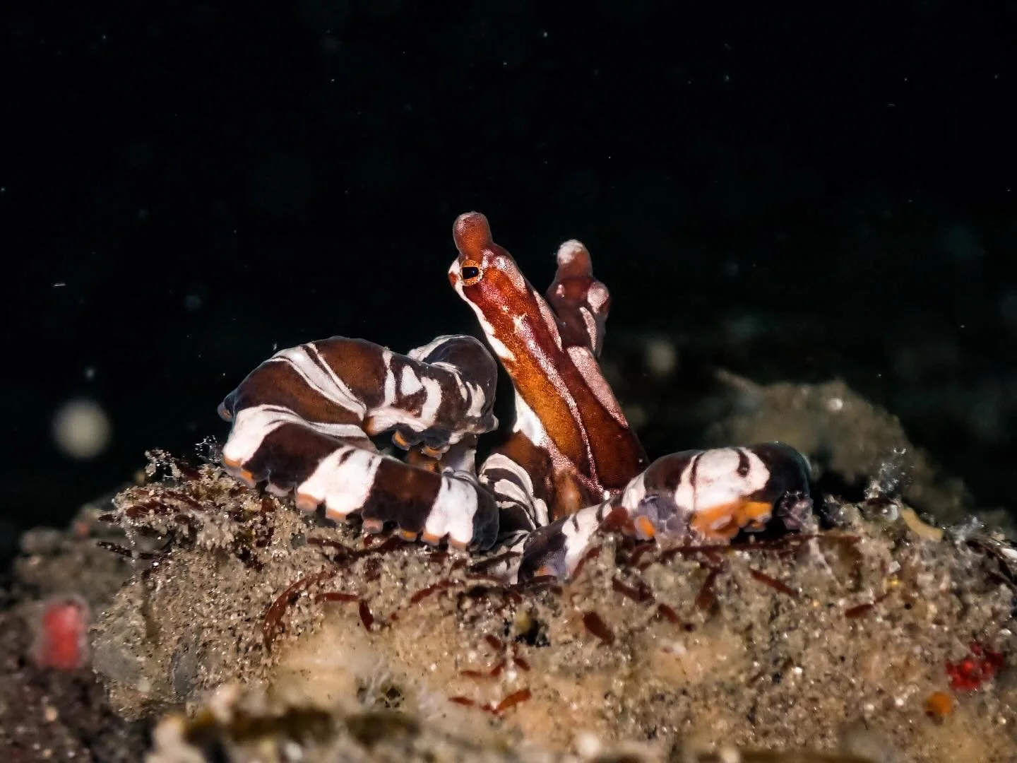 Easy to miss, impossible to forget&hellip;

Another fantastic muck dive in Alor 👀