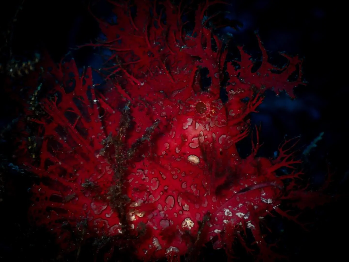 Why Alor?

Because one dive can look like huge boulders rising out of the blue, light pouring through the reef, making everything feel alive&hellip; and making you feel very small.

And the next, you&rsquo;re slowing right down,
looking for the small