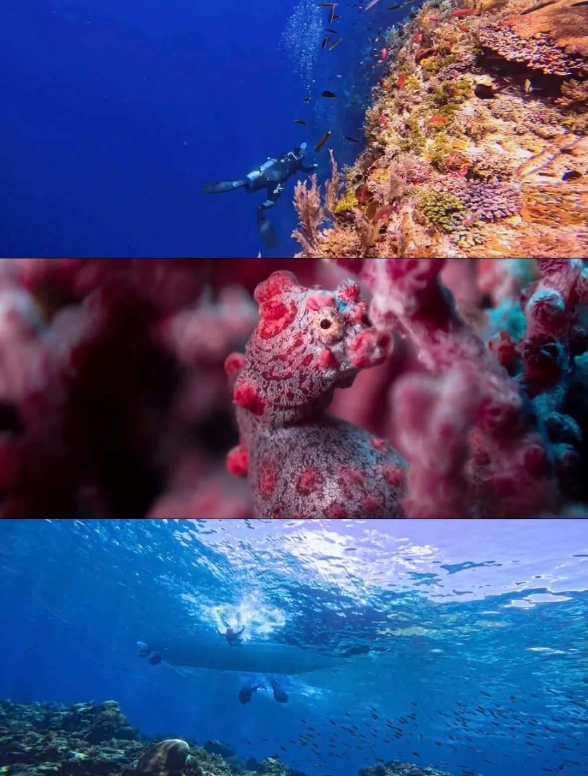Some big, some small
Some expected, some not
Currents that change the plan
Moments that make you slow down

If you&rsquo;re here for just one sighting, you might miss the rest&hellip;

#Alor #AlorIndonesia #DiveAlor