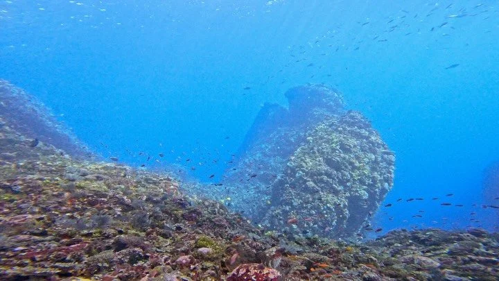 A few moments of South Alor magic ✨💙

Sunbeams through the rocks, calm blue water, and boulder sites that somehow get more beautiful every dive 🐠