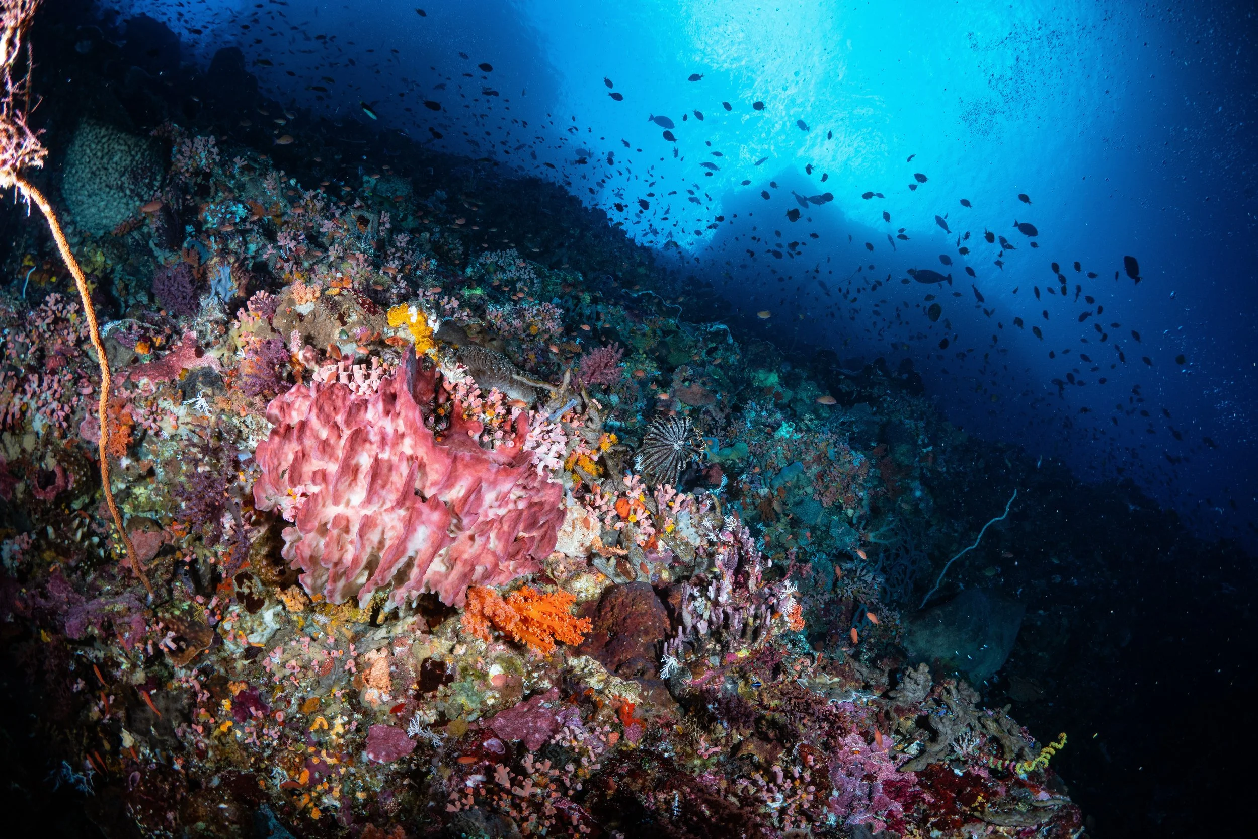 Underwater coral reef with colorful coral, fish, and marine life in clear blue water.