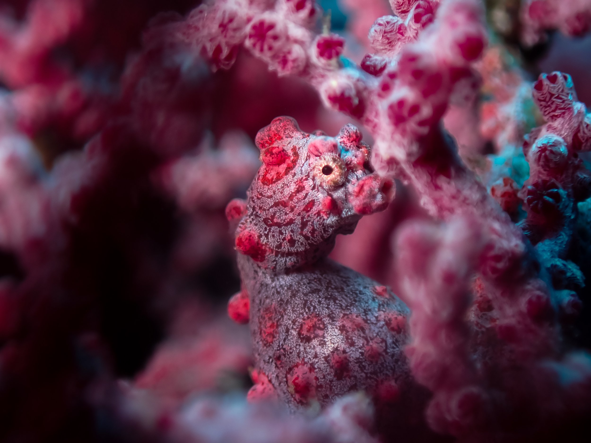 Bargibanti Pygmy Seahorse